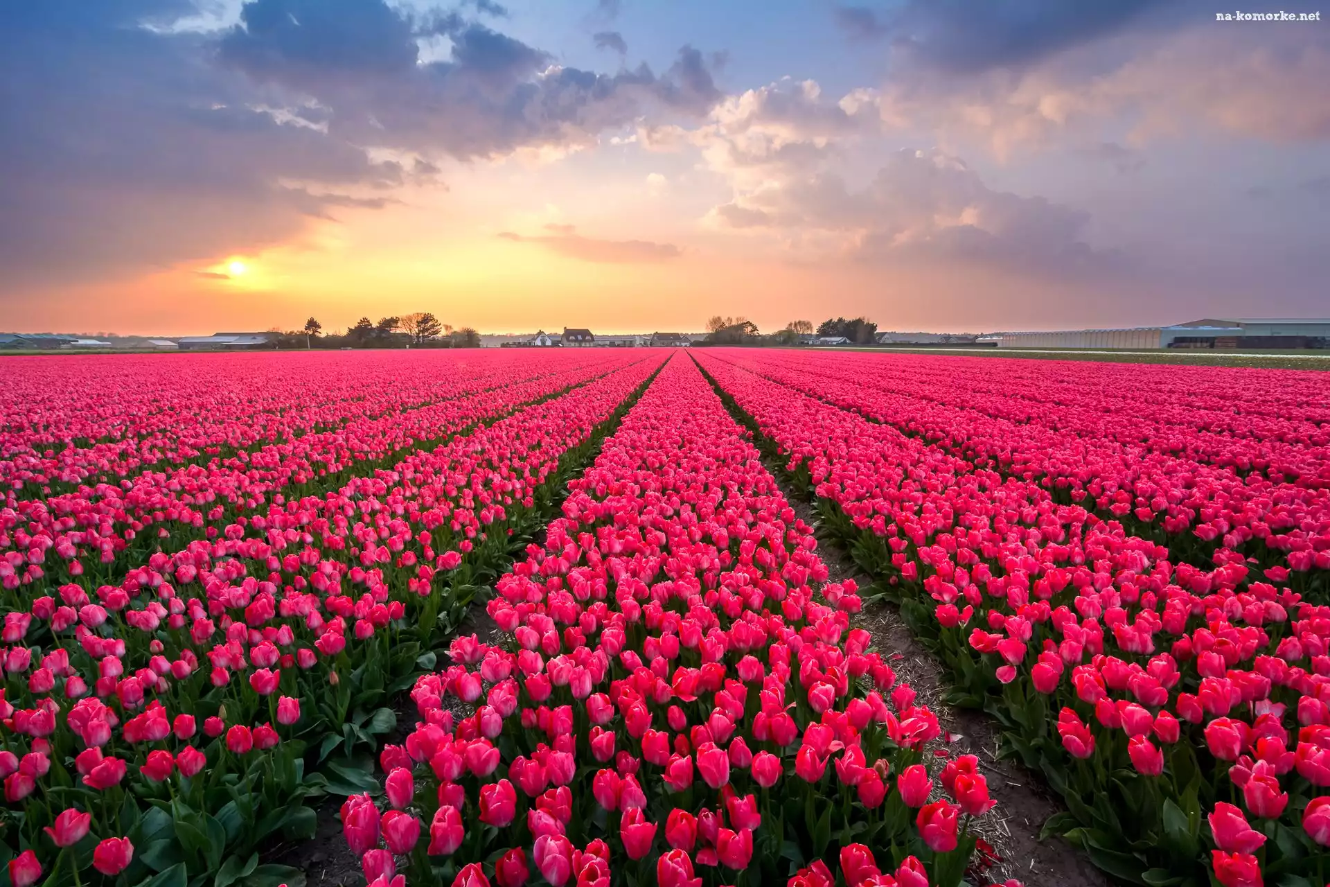 Tulipany, Pole, Czerwone, Chmury, Kwiaty, Plantacja