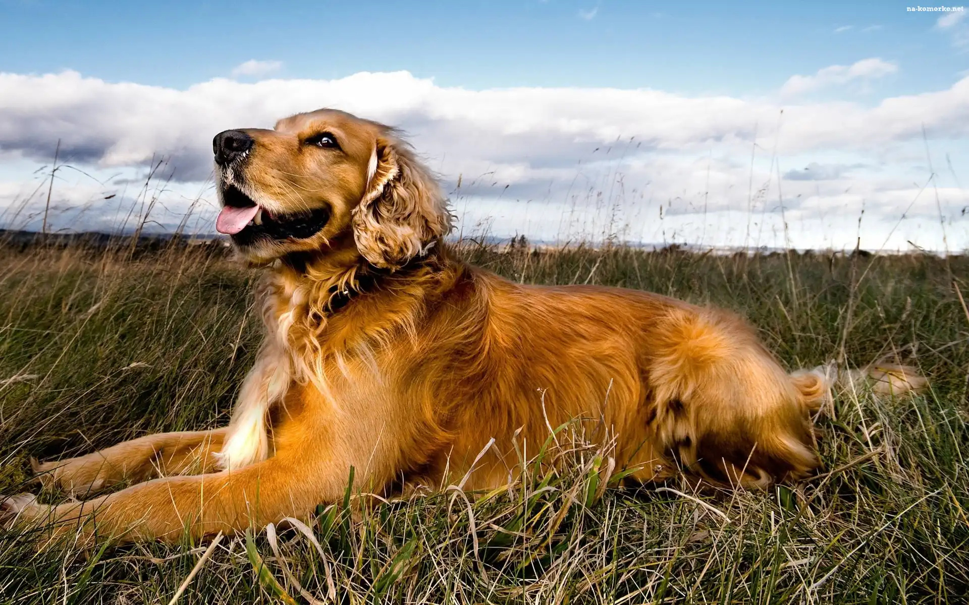 Chmury, Pies, Golden Retriever, Trawa, Niebo
