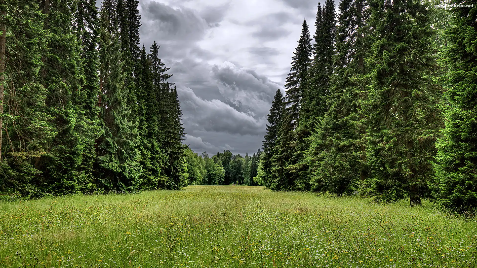 Chmury, Park, Drzewa, Świerki, Ciemne