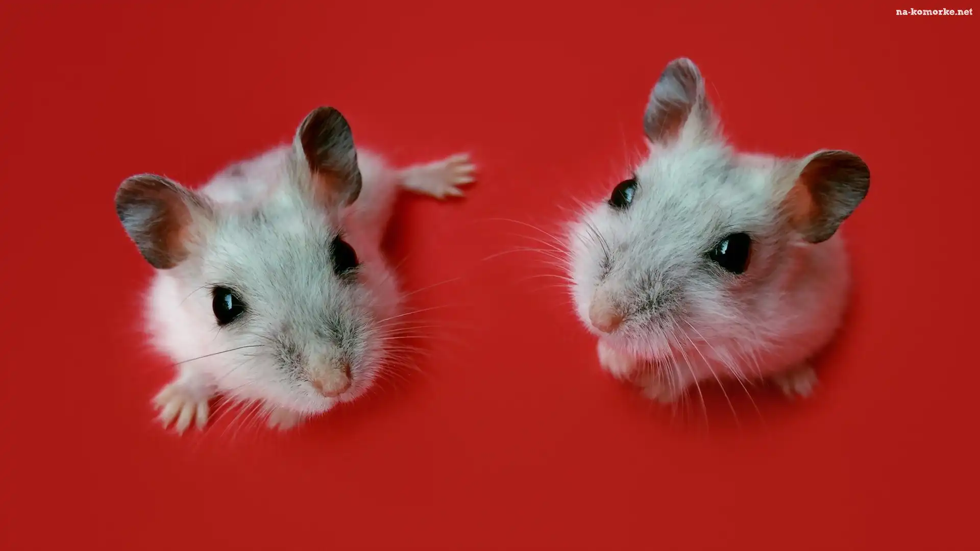 Chomiki