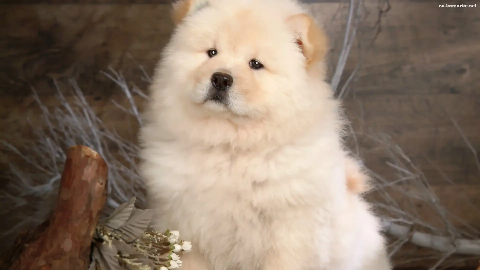 Dumny, Chow, Chow