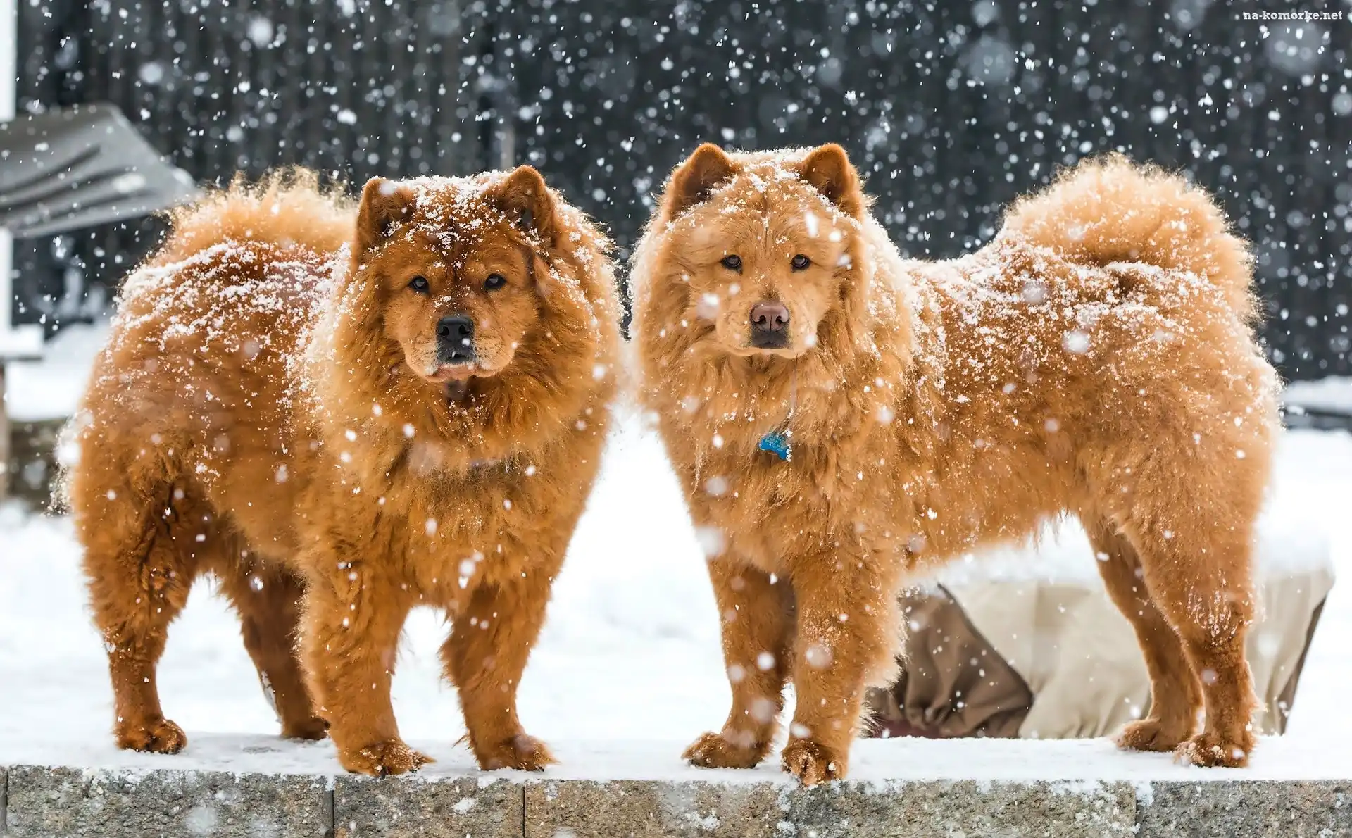 Zima, Chow chow, Dwa, Psy