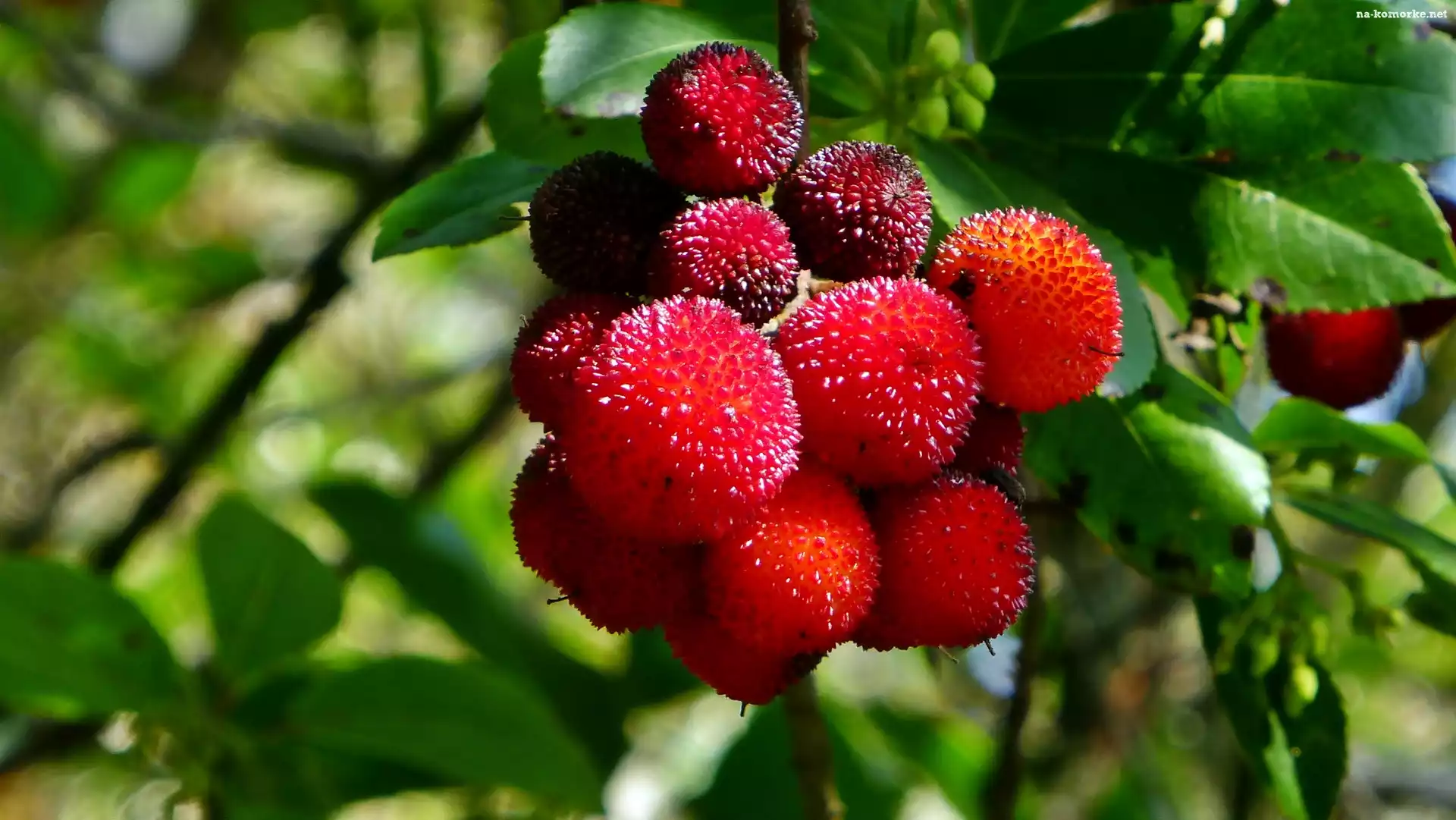 Chruścina Jagodna, Rozmycie, Arbutus Unedo, Owoce