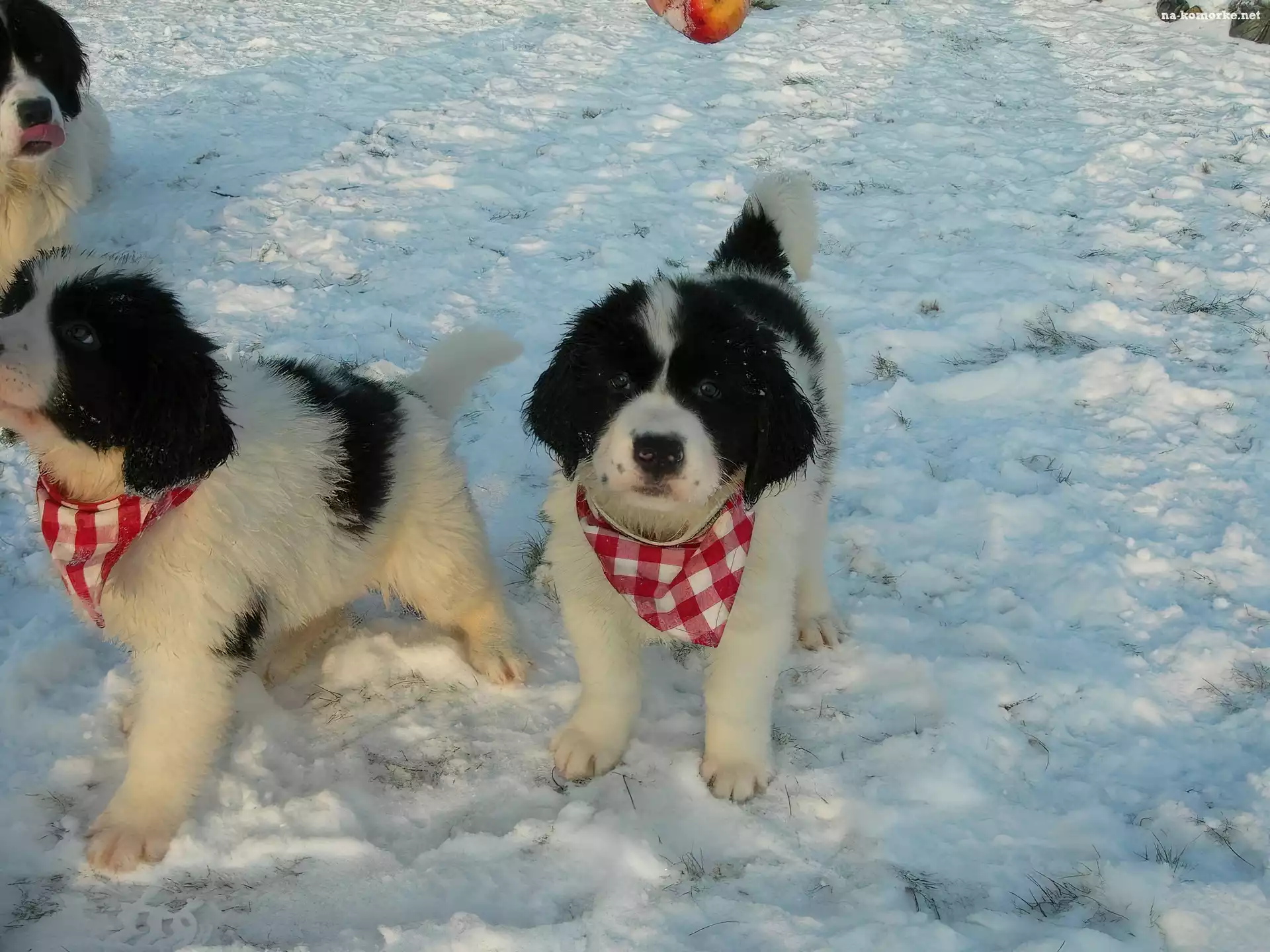 Landseer, kratka, chustki