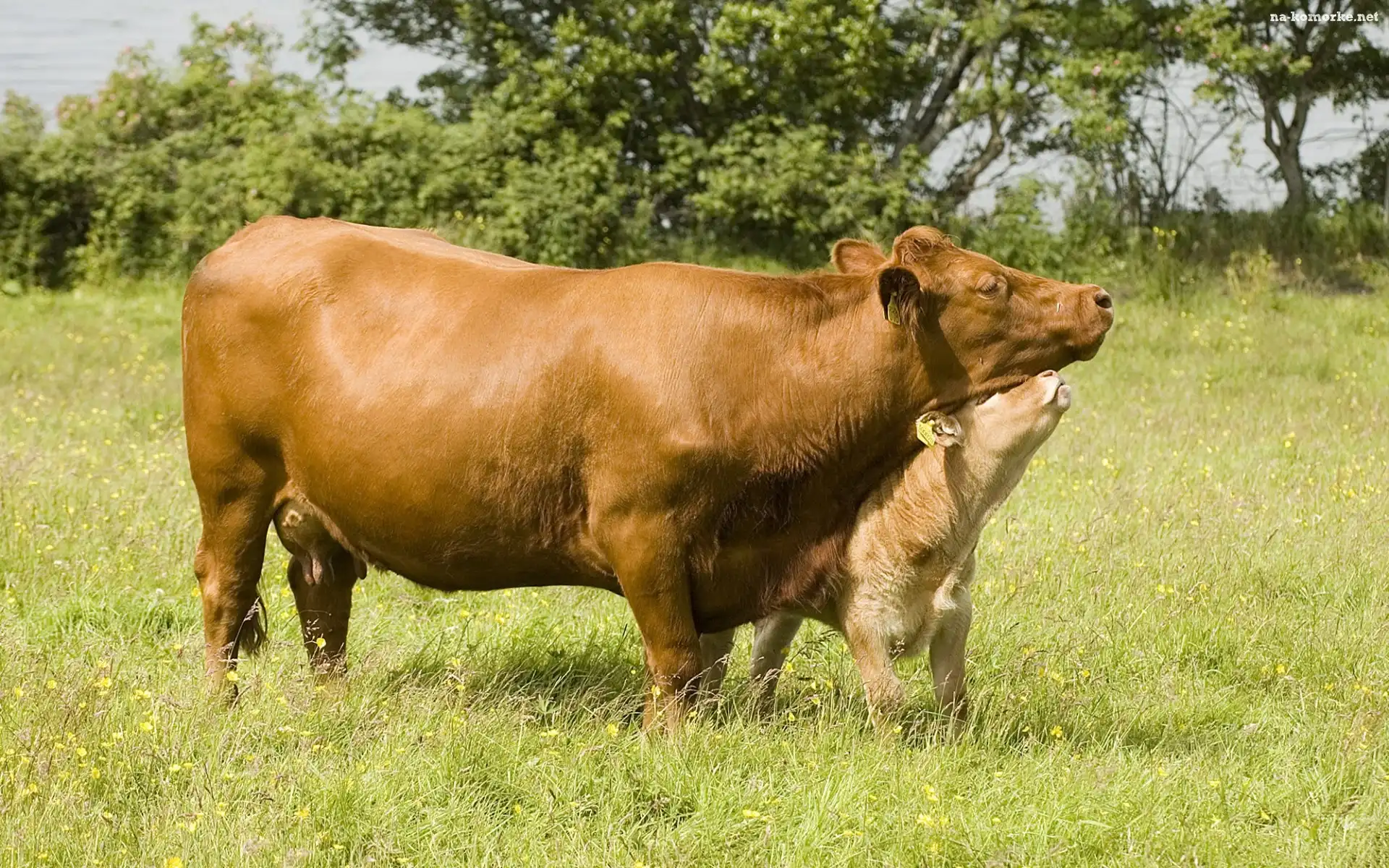 Krowa, Cielątko, Trawa