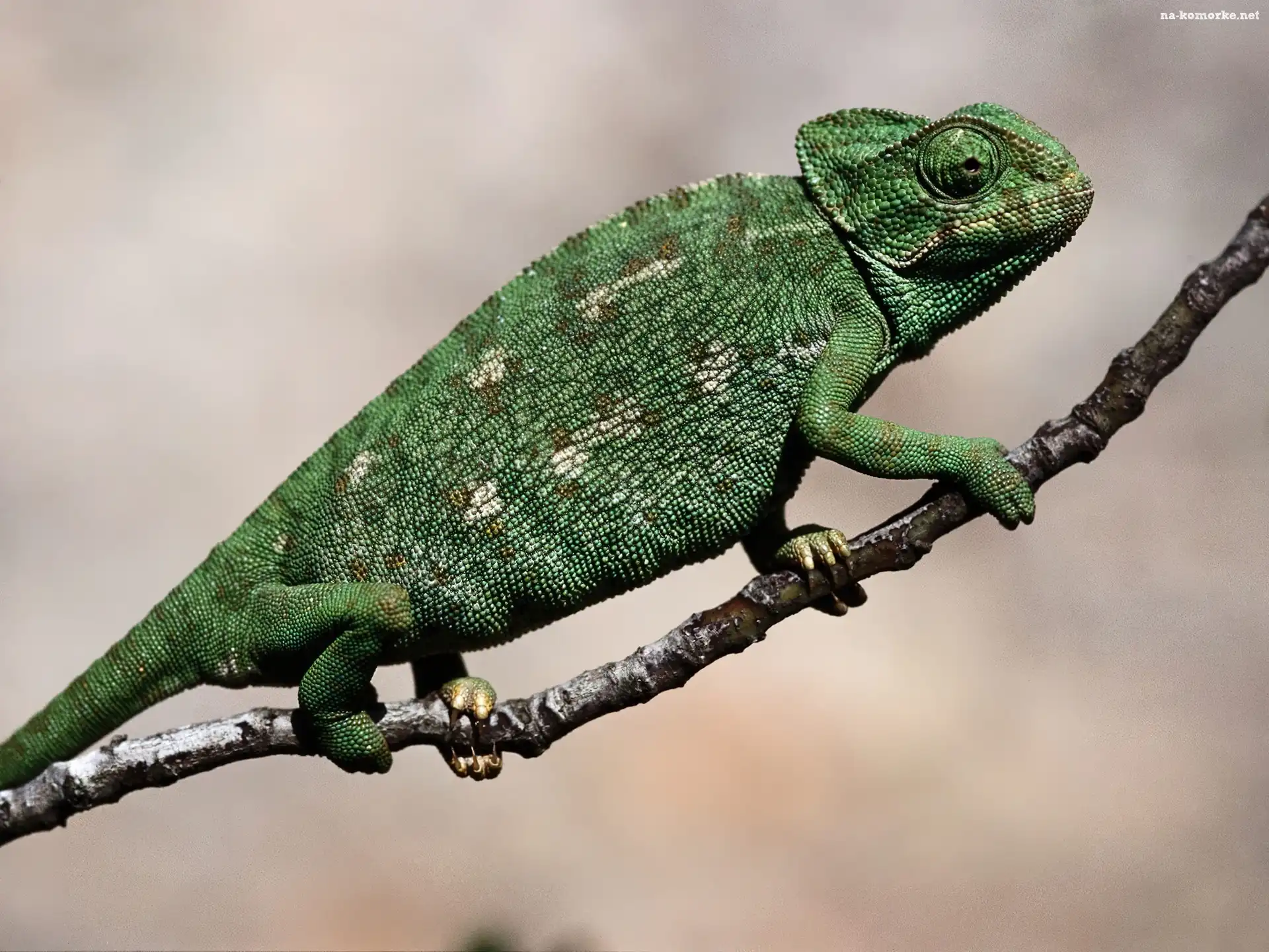 Kameleon, Cieniutka, Gałązka