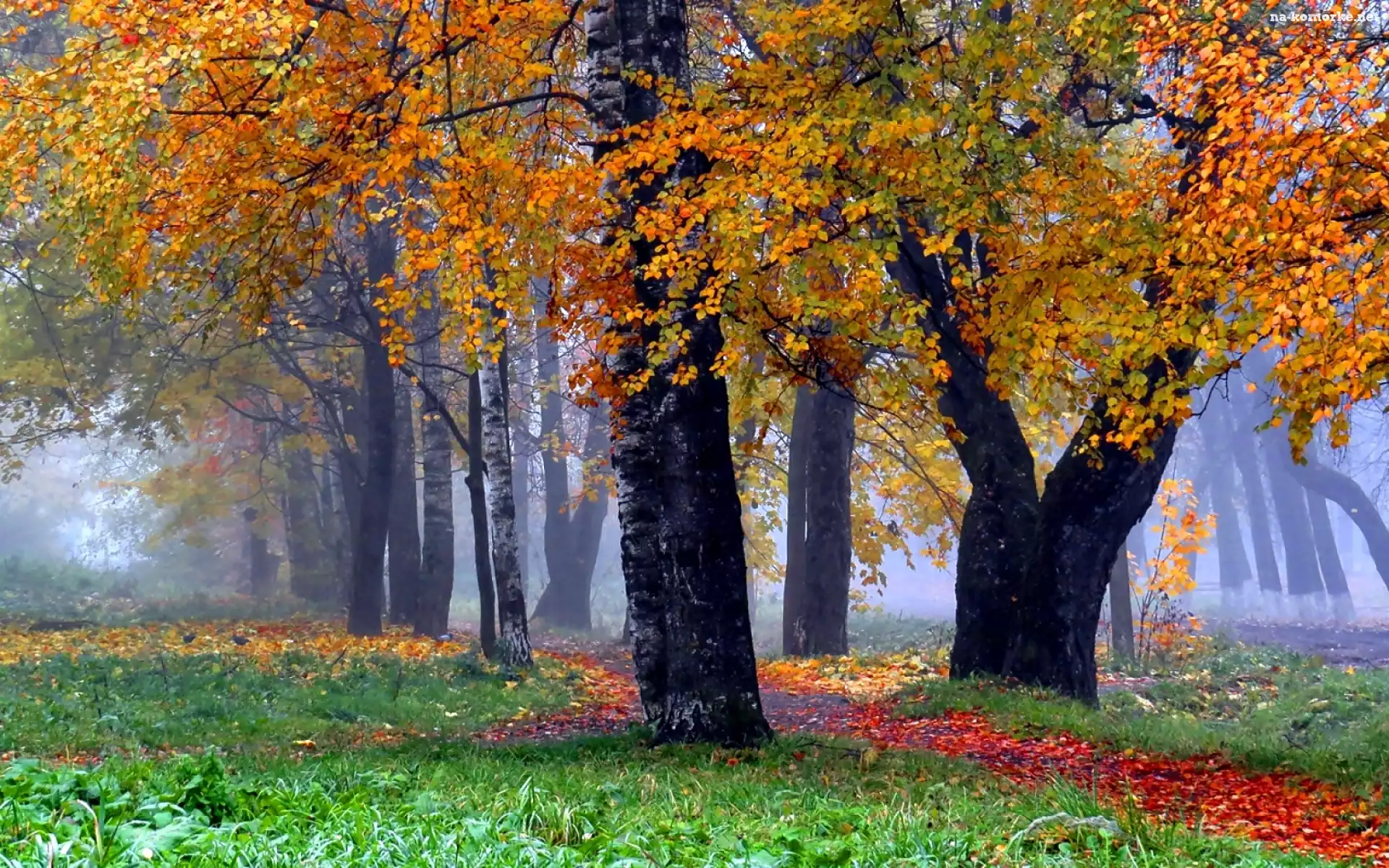 Ścieżka, Drzewa, Las, Jesień, Liście, Mgła