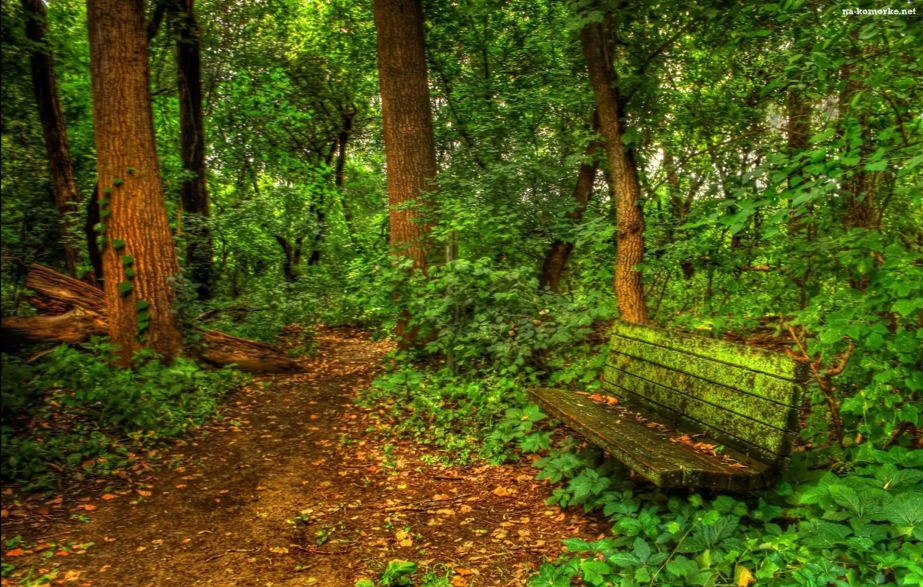 Las, Ścieżka, Ławeczka