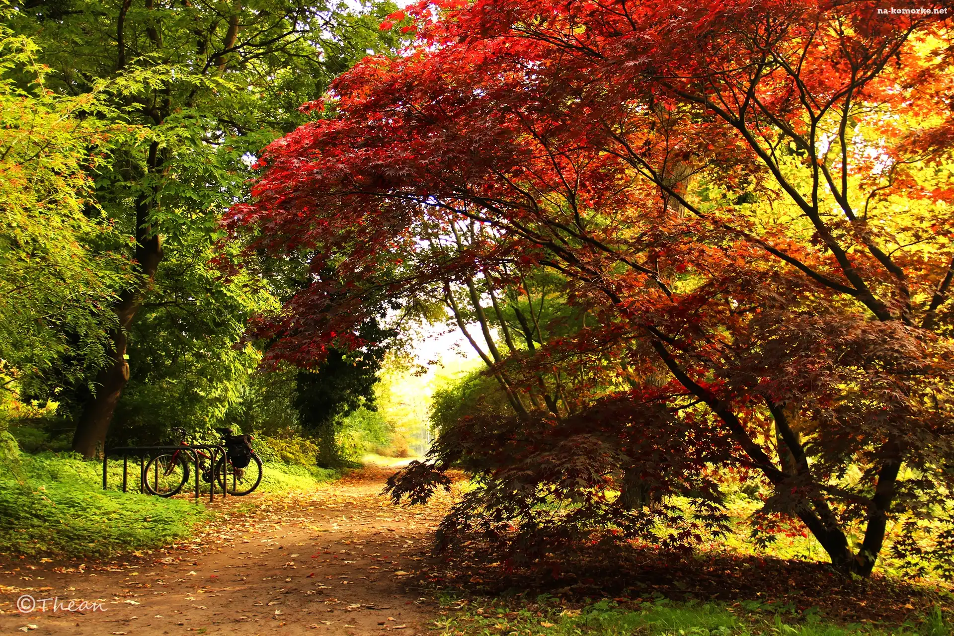 Ścieżka, Liście, Klon Palmowy, Jesień, Czerwone, Park