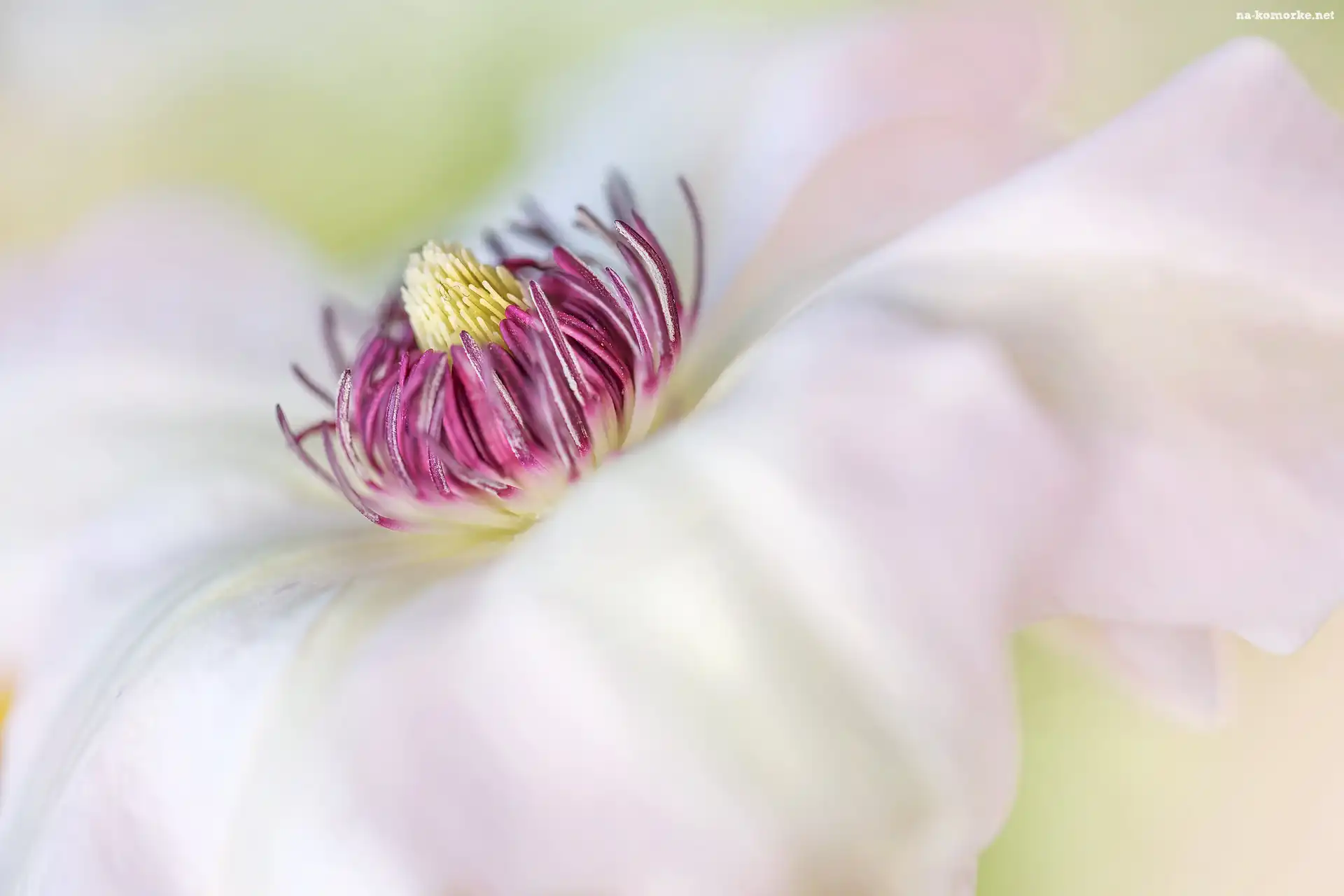 Clematis, Biały, Kwiat, Makro, Pręciki, Powojnik