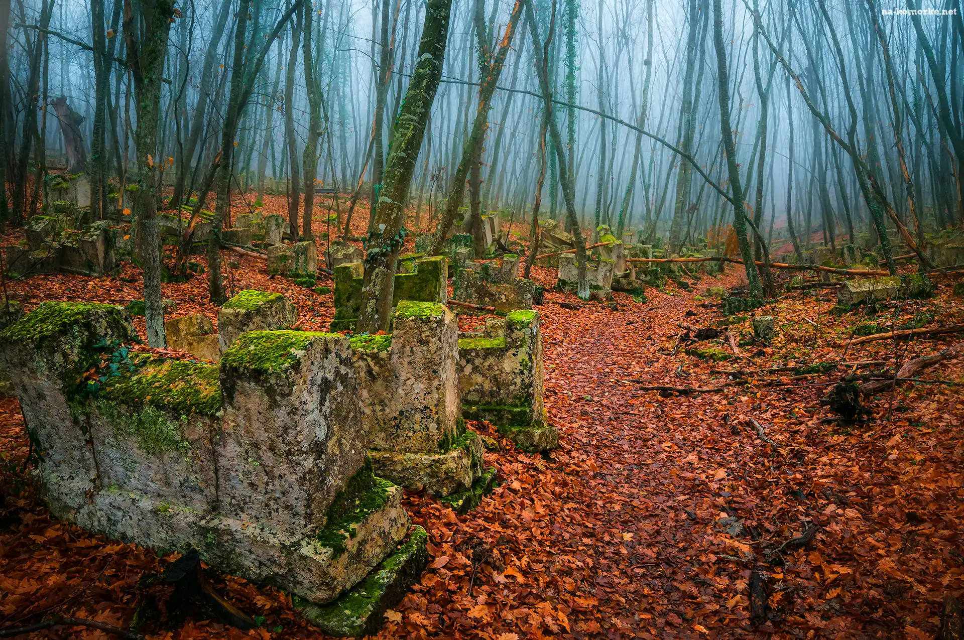 Las, Cmentarz, Mgła, Drzewa, Liście, Stary, Zaniedbany