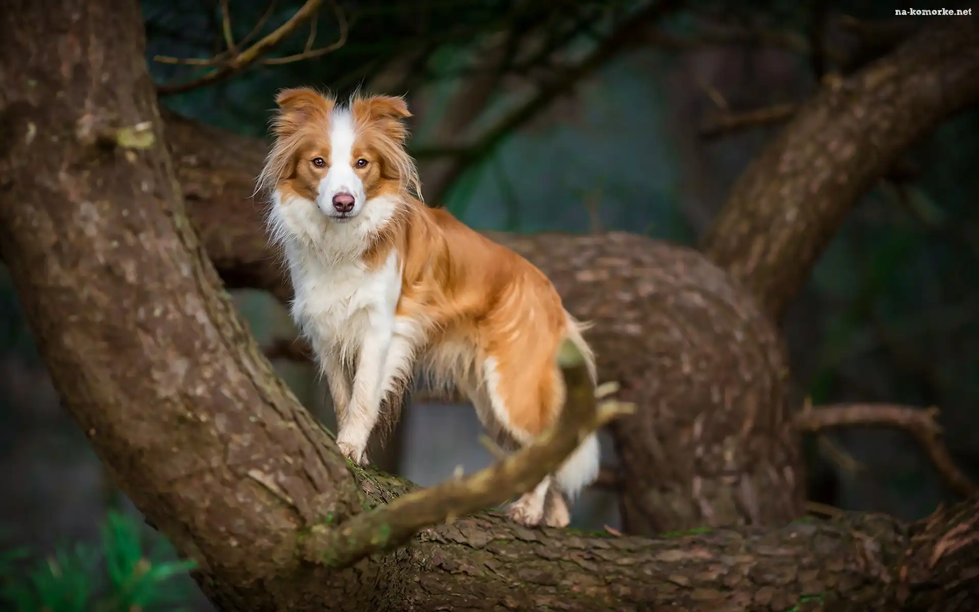 Border collie, Drzewo