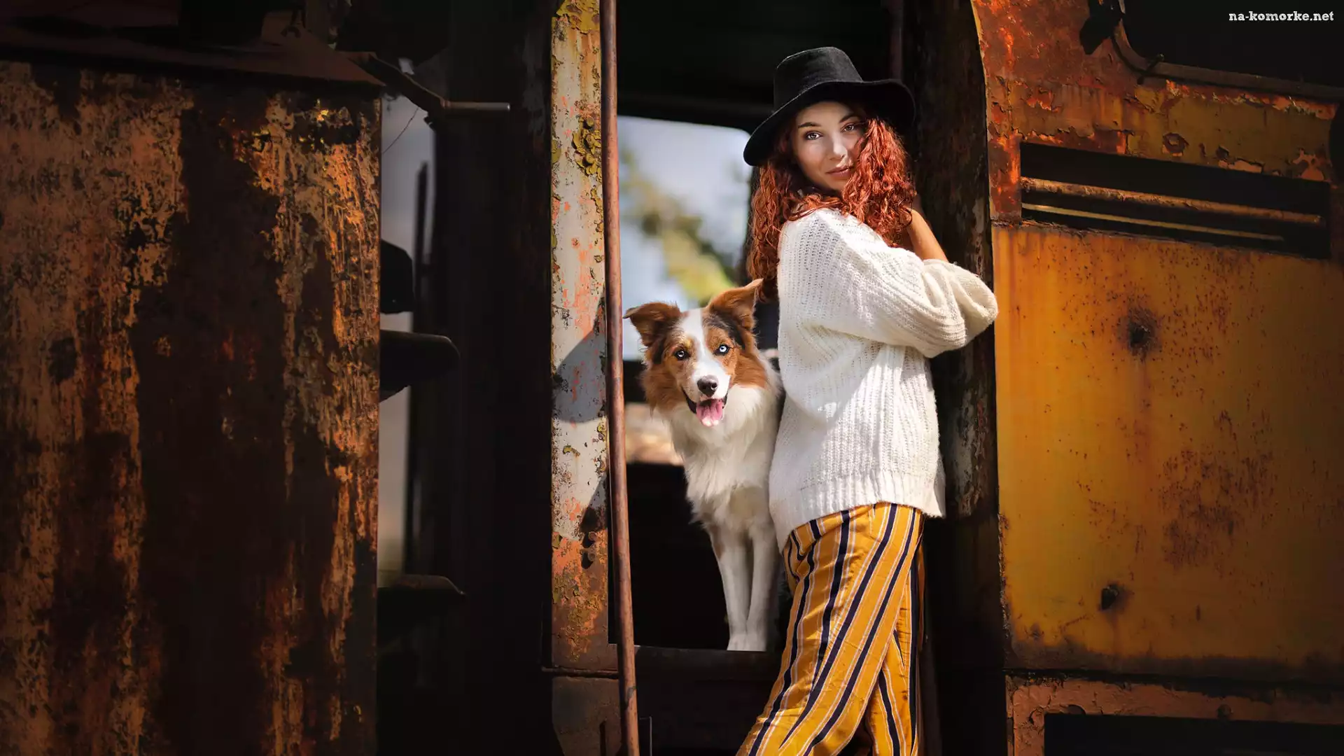 Border collie, Wagon, Stary, Kapelusz, Pies, Dziewczyna