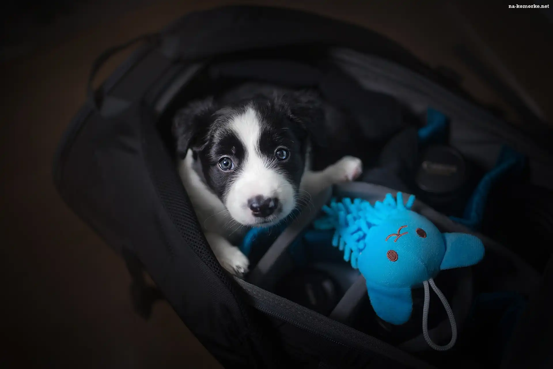 Border collie, Pies, Torba, Zabawka, Szczeniak, Niebieska