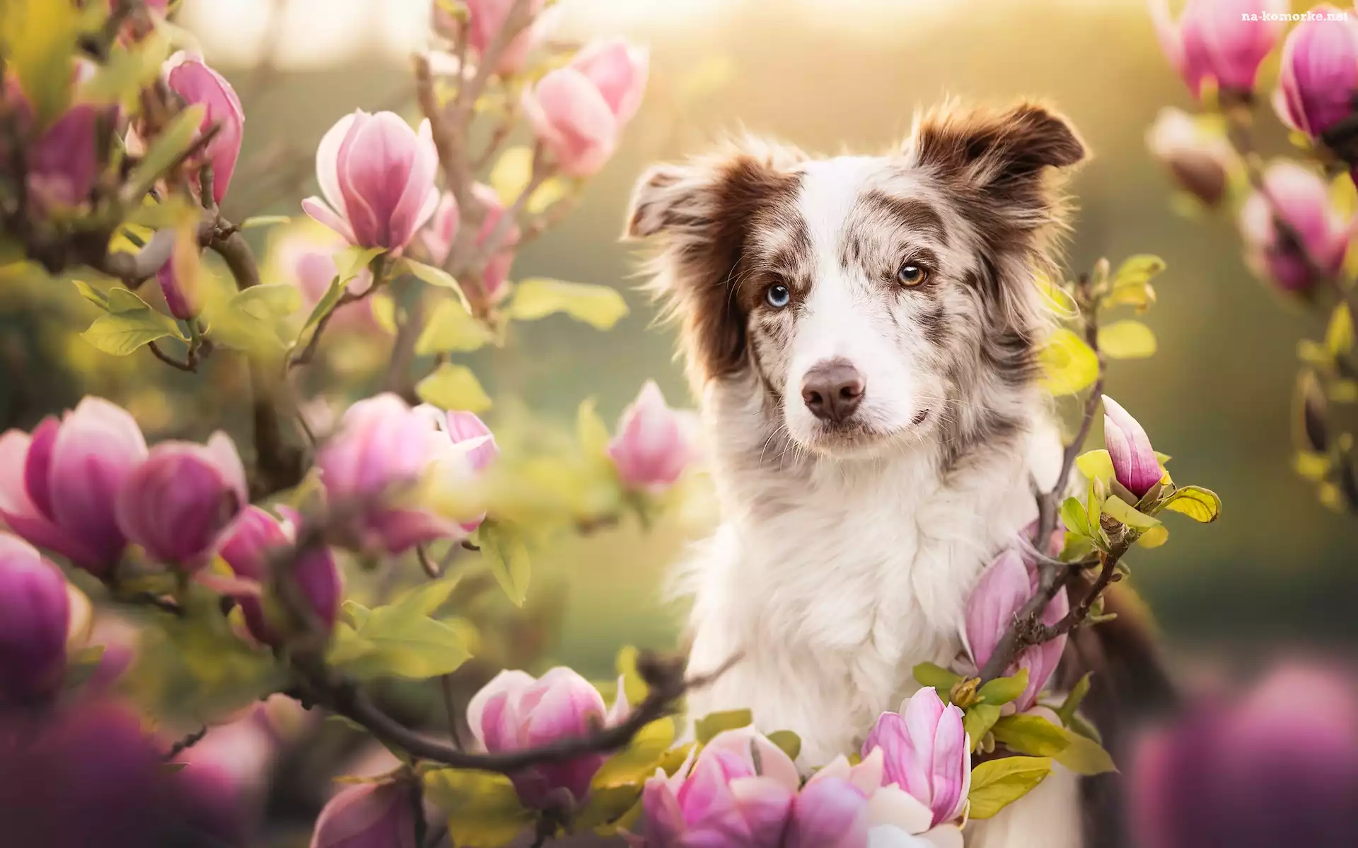 Pies, Magnolie, Border collie