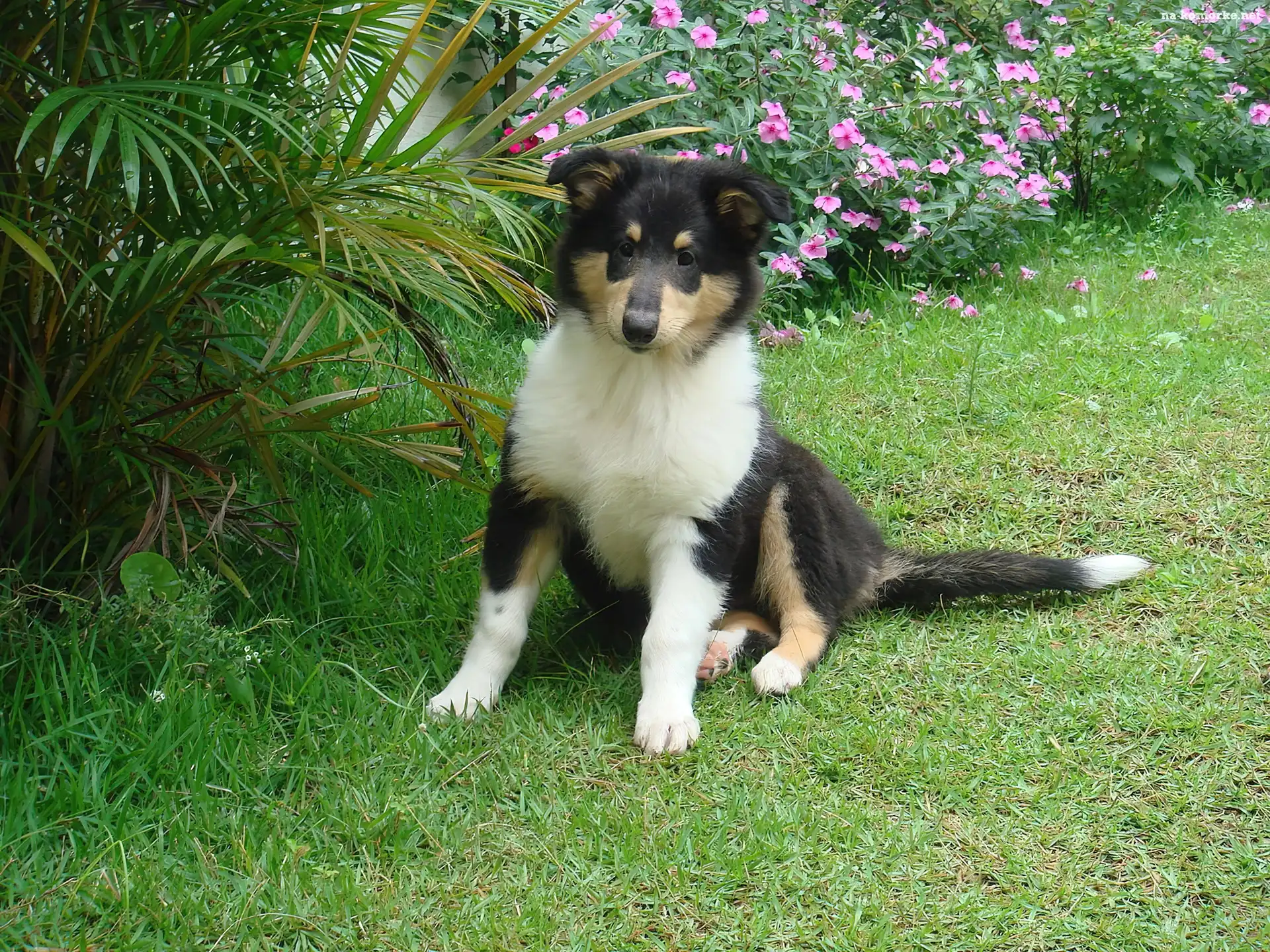 Szczeniak, Collie, Ogród