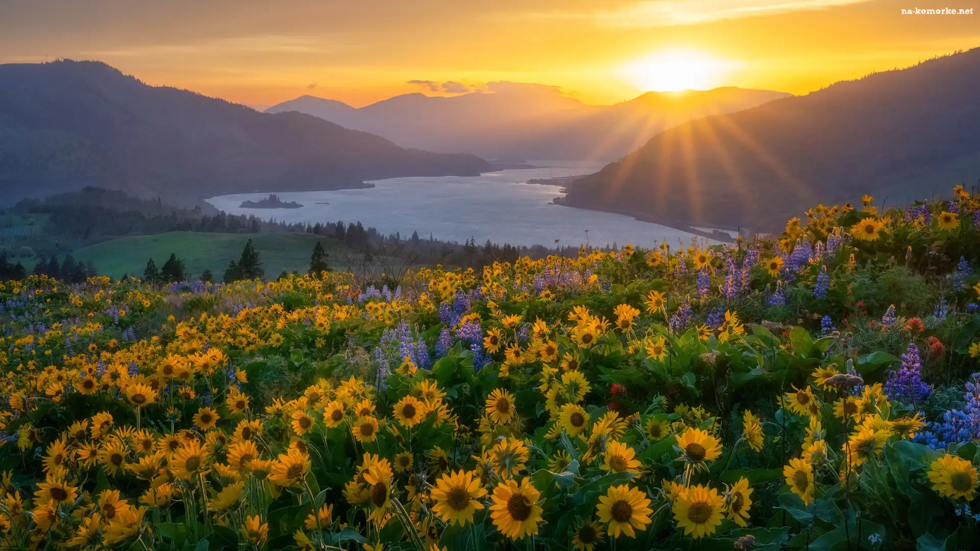Kwiaty, Góry, Balsamorhiza, Columbia River Gorge, Rzeka, Waszyngton, Stany Zjednoczone, Promienie słońca, Łubin