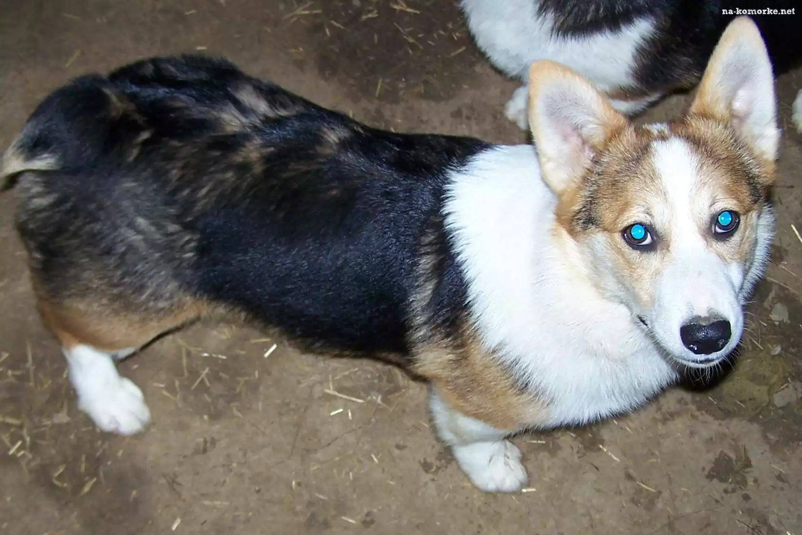 Welsh corgi pembroke