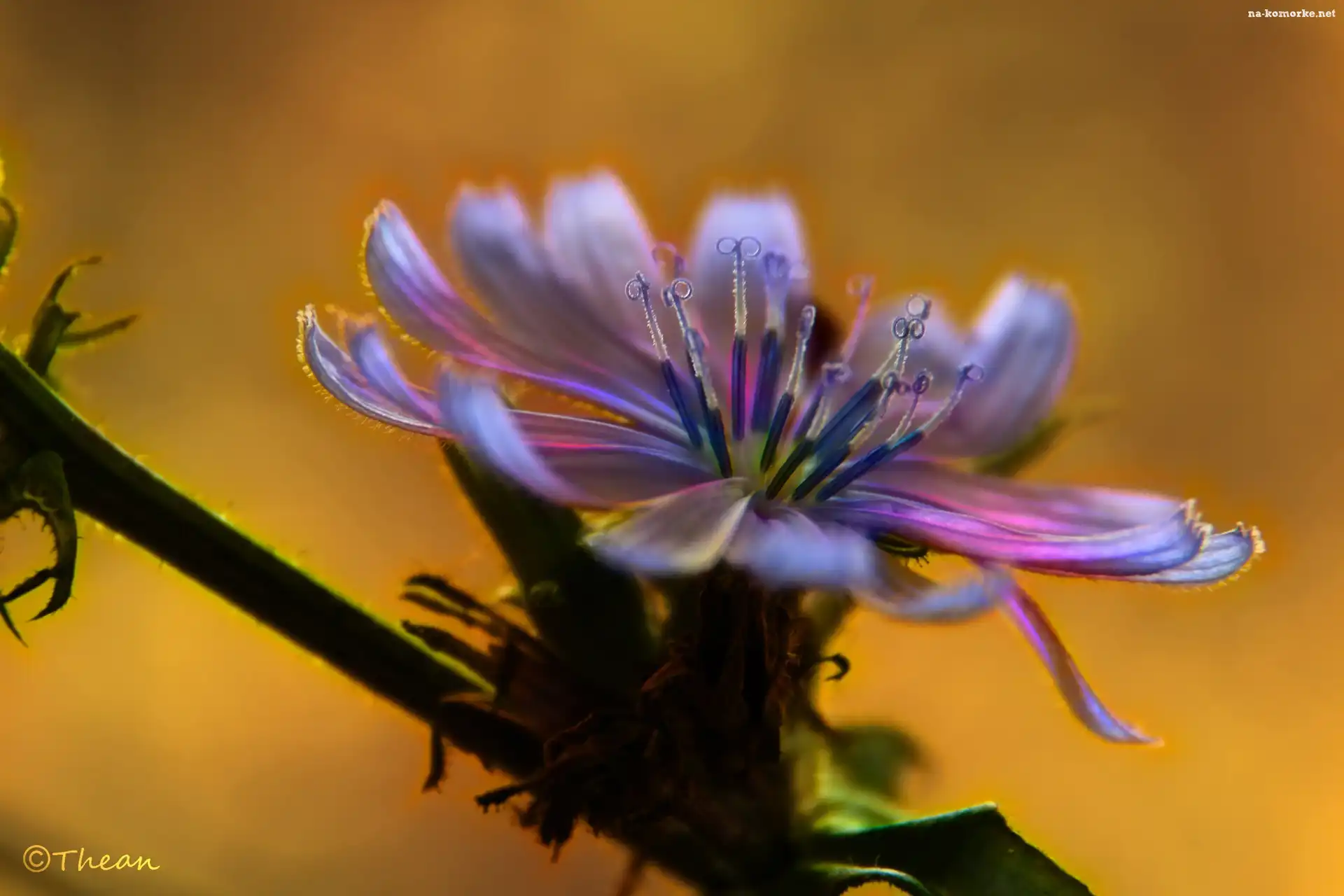 Cykoria, Fractalius, Kolorowy, Kwiat