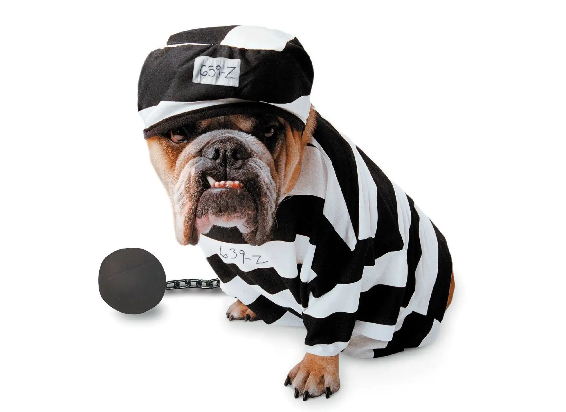 Buldog, Czapka, Więzień