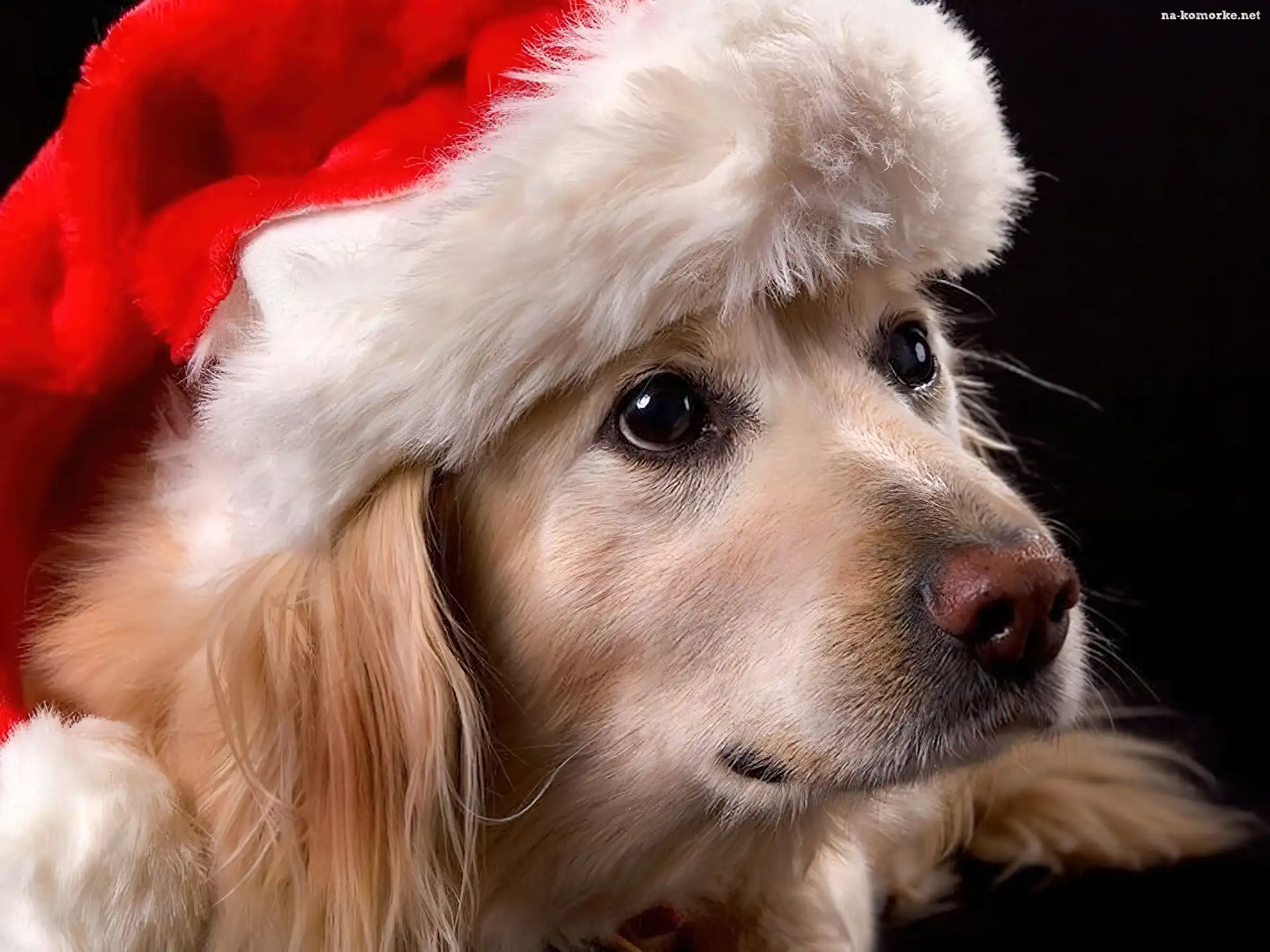 Pies, Mikołaja
, Golden retriever, Czapka