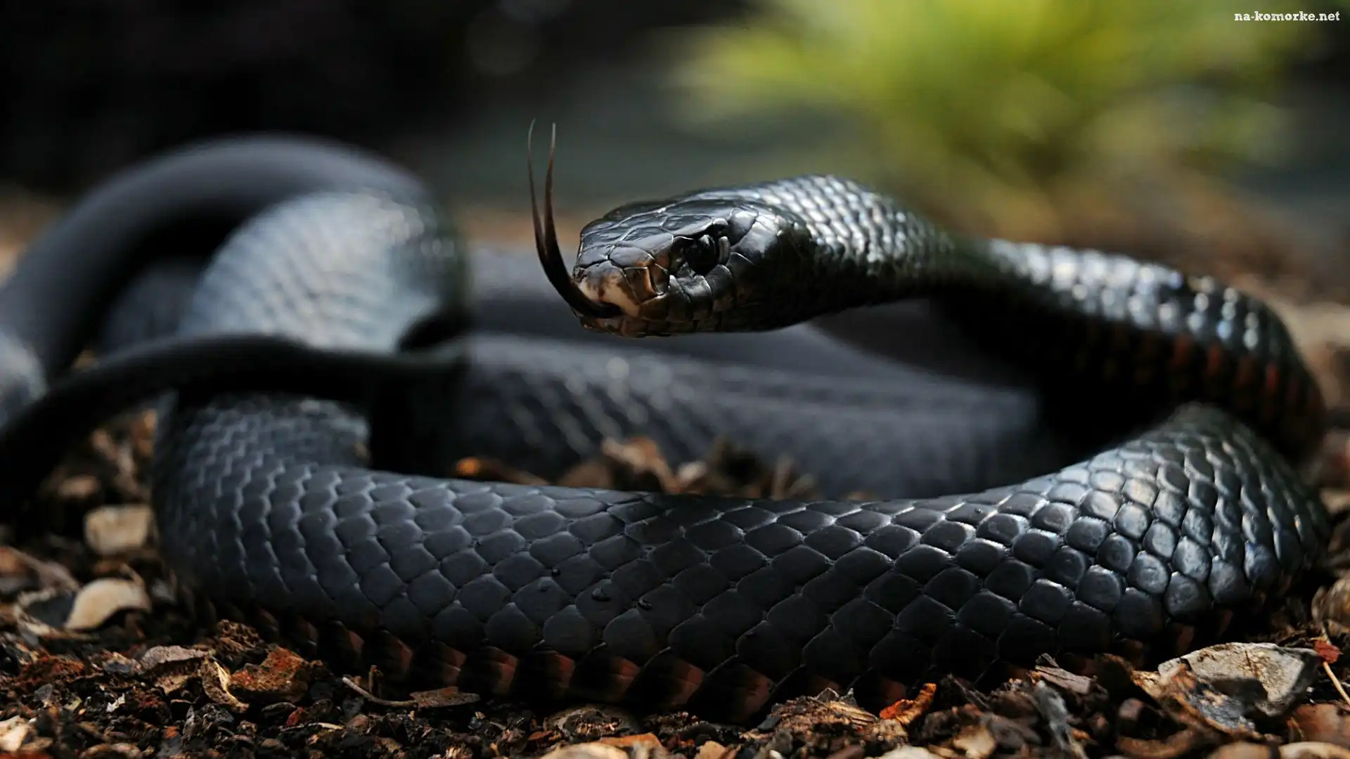 Wąż, Czarna, Mamba