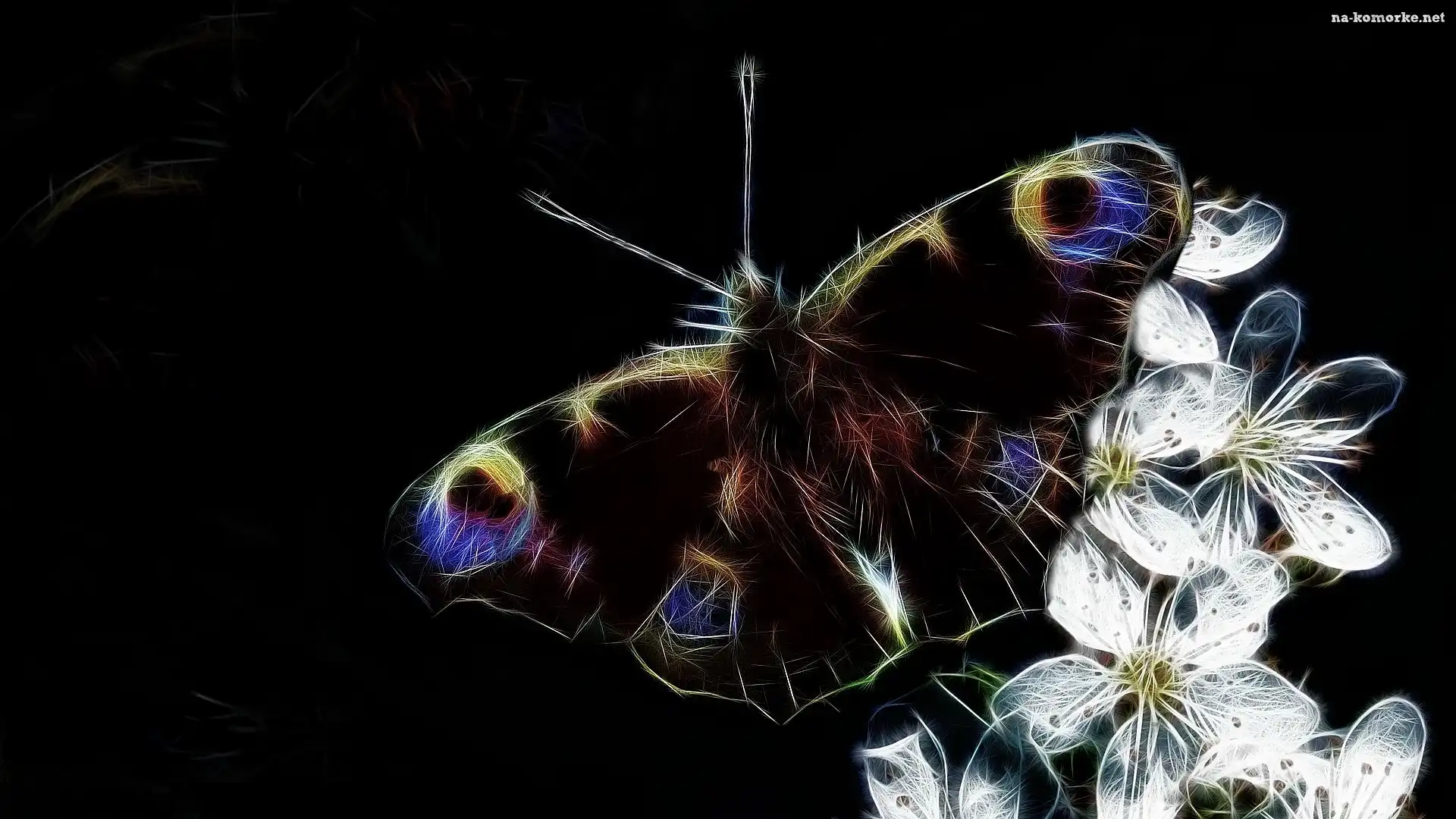 Czarne, Białe, Motyl, Fractalius, Kwiaty, Tło