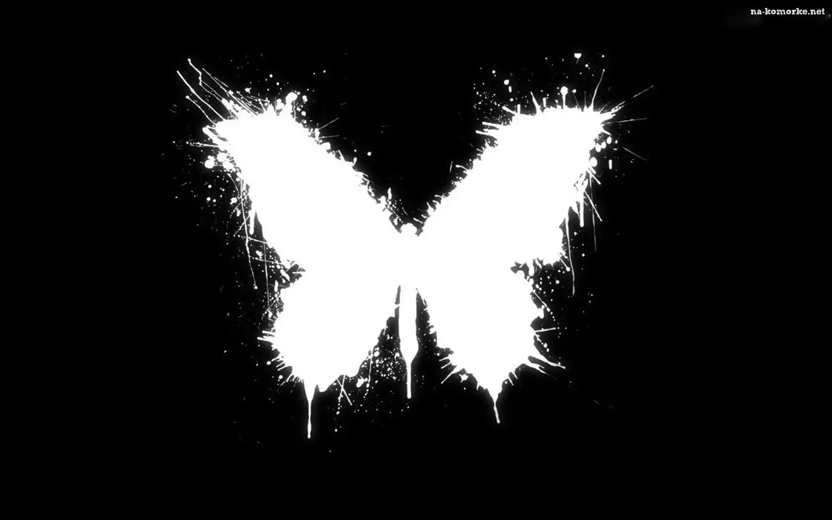 Czarne, Motyl, Tło, Biały