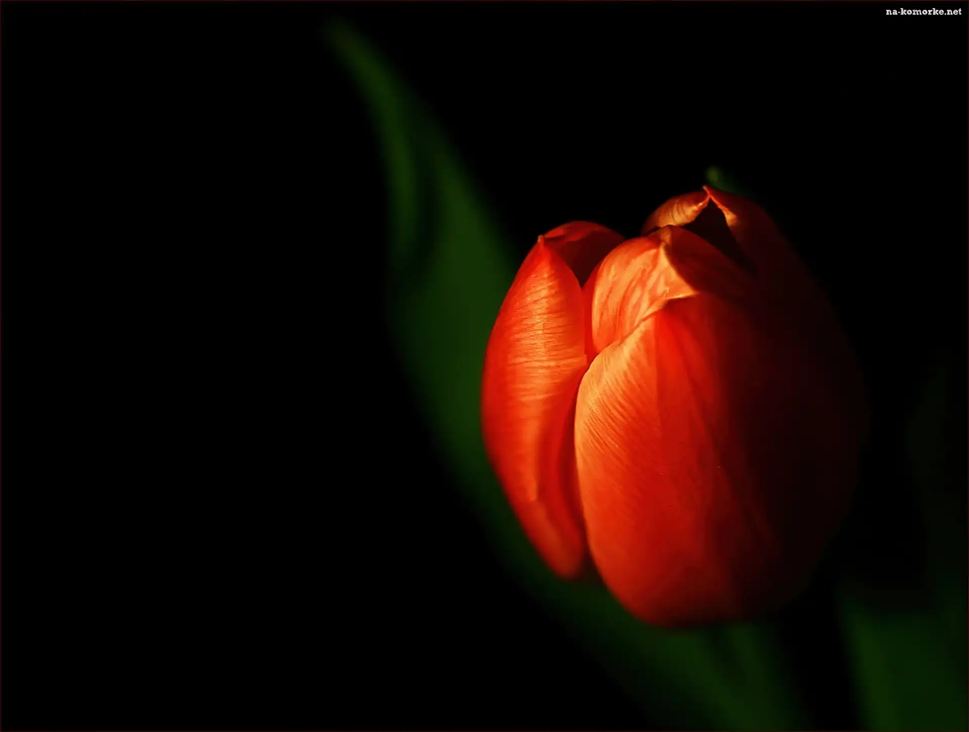 Tulipan, Czarne, Tło