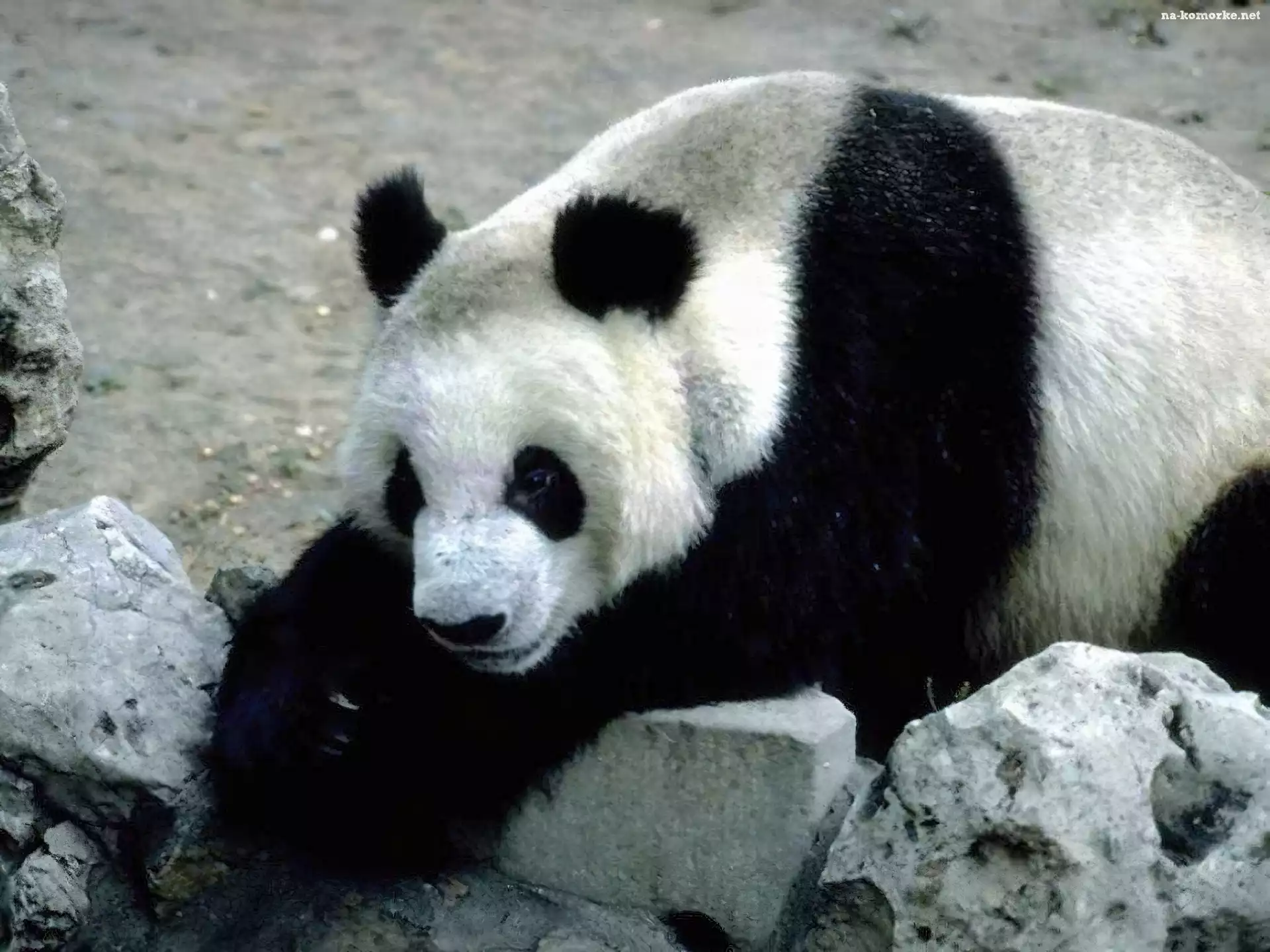 Czarno, Kamienie, Biała, Panda