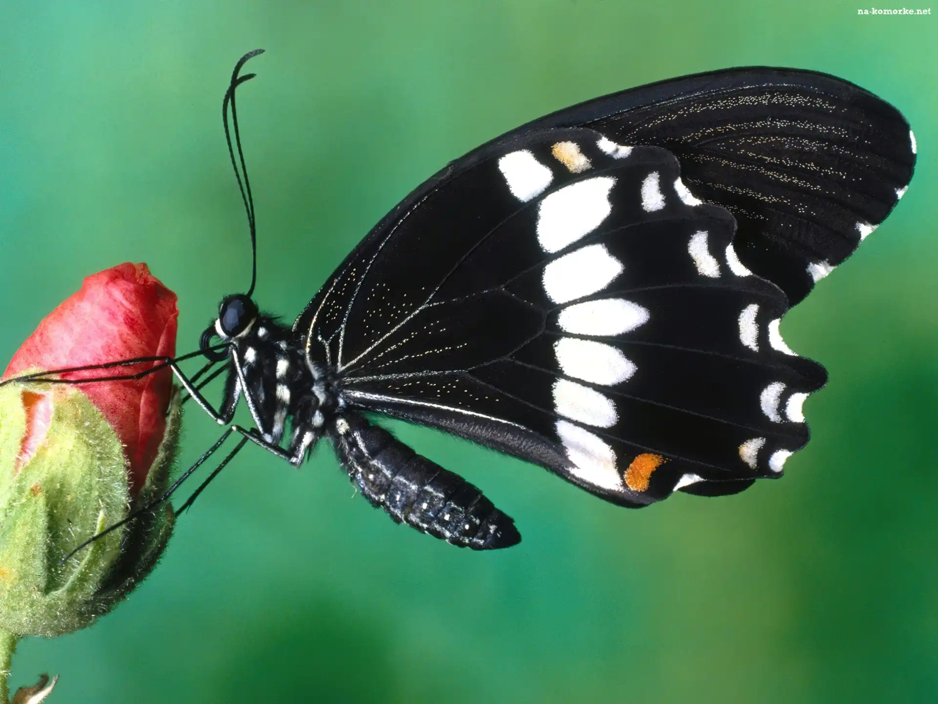 Czarno, Kwiat, Biały, Motyl