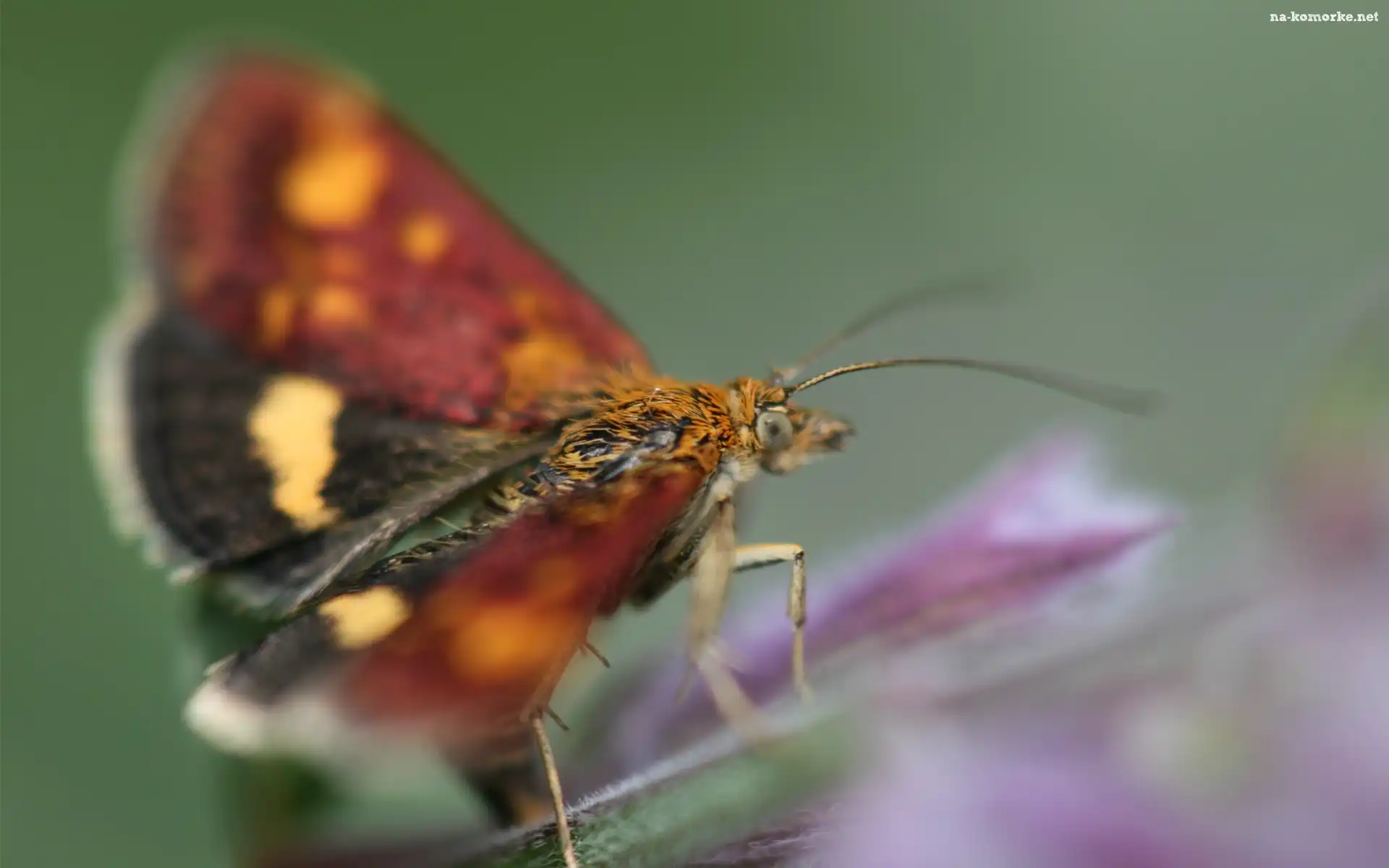 Żółto, Motyl, Czarno, Bordowy