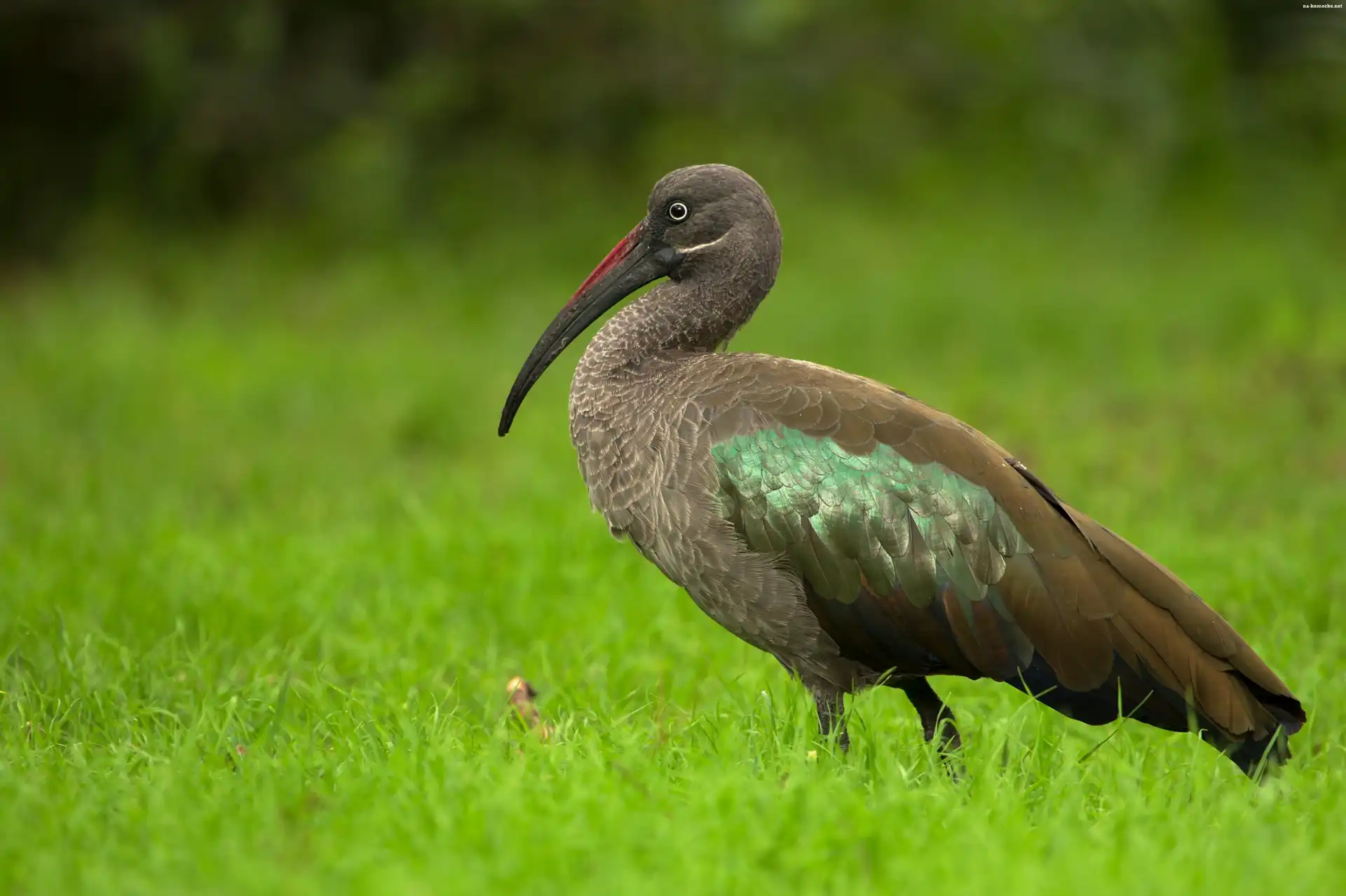 Czarny, Trawa, Ibis, Zieleń