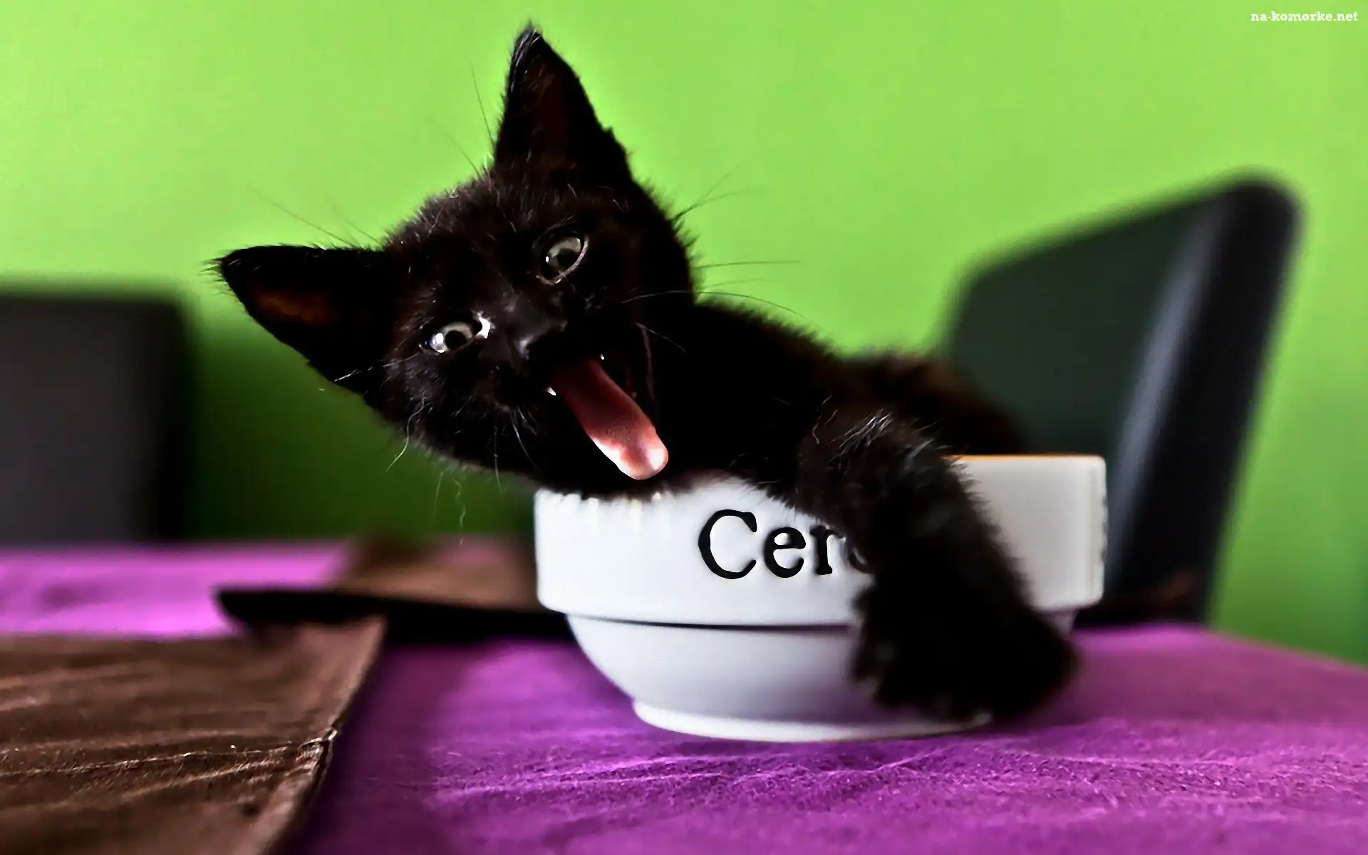 Czarny, Miska, Kot, Język