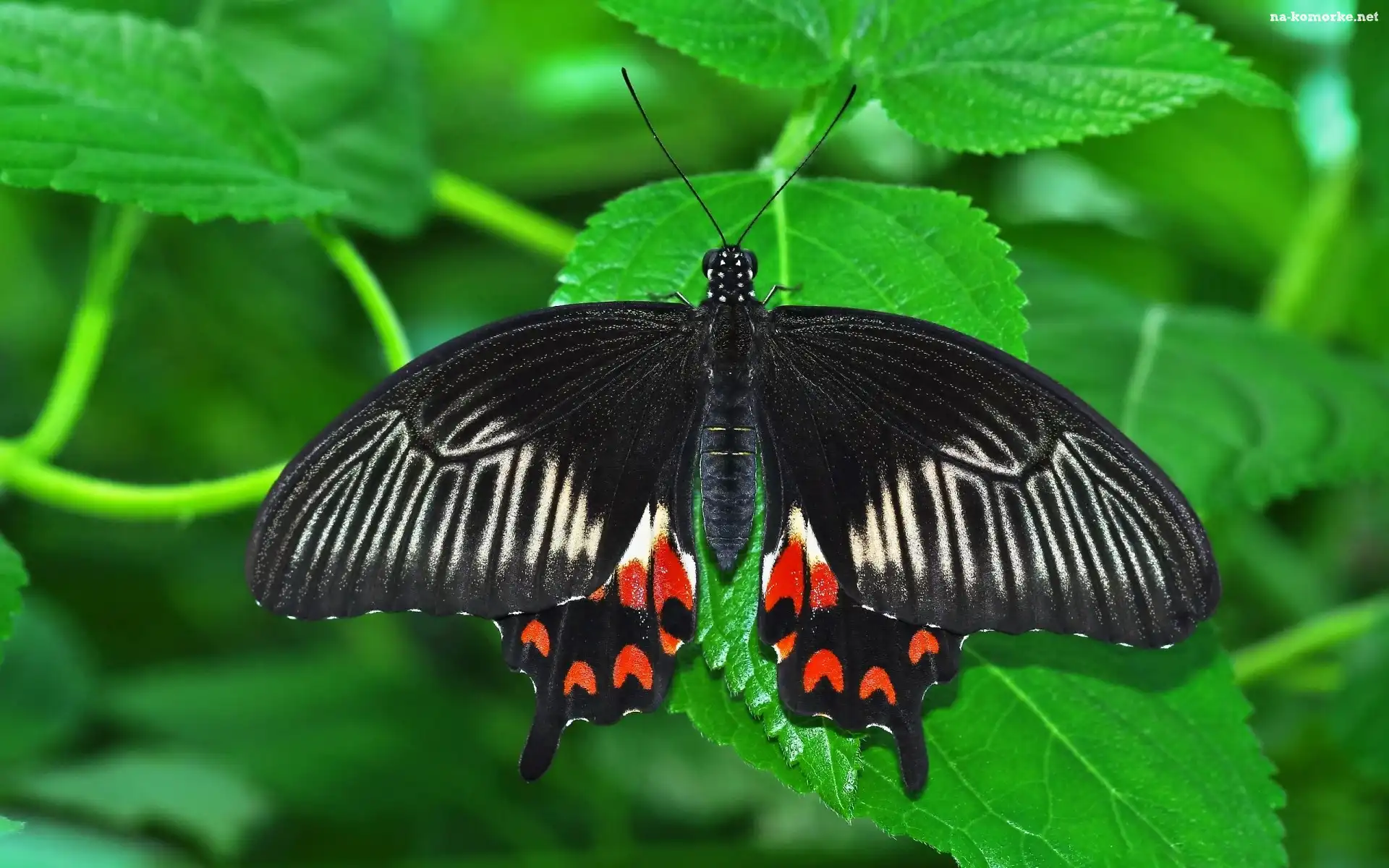 Czarny, Liście, Motyl, Zielone