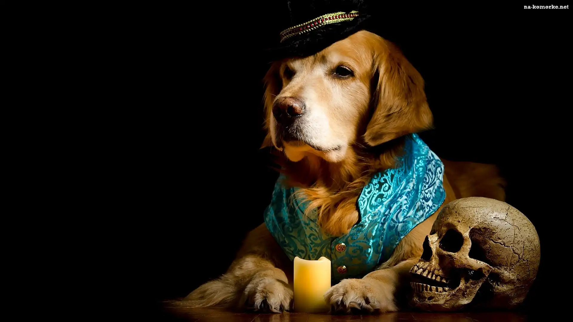 Czaszka, Golden retriever, Czapka, Ubranko, Świeca