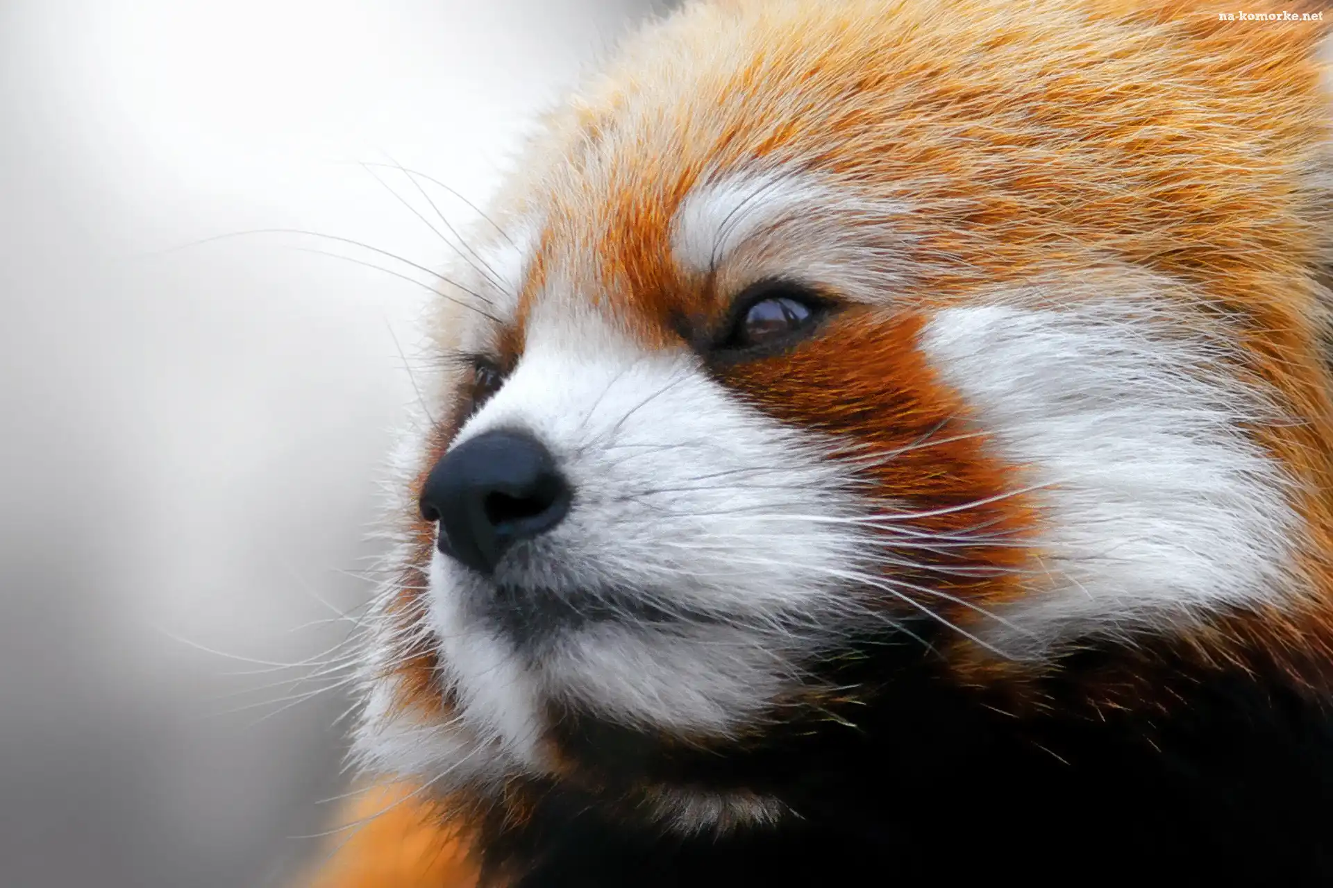 Czerwona, Panda
