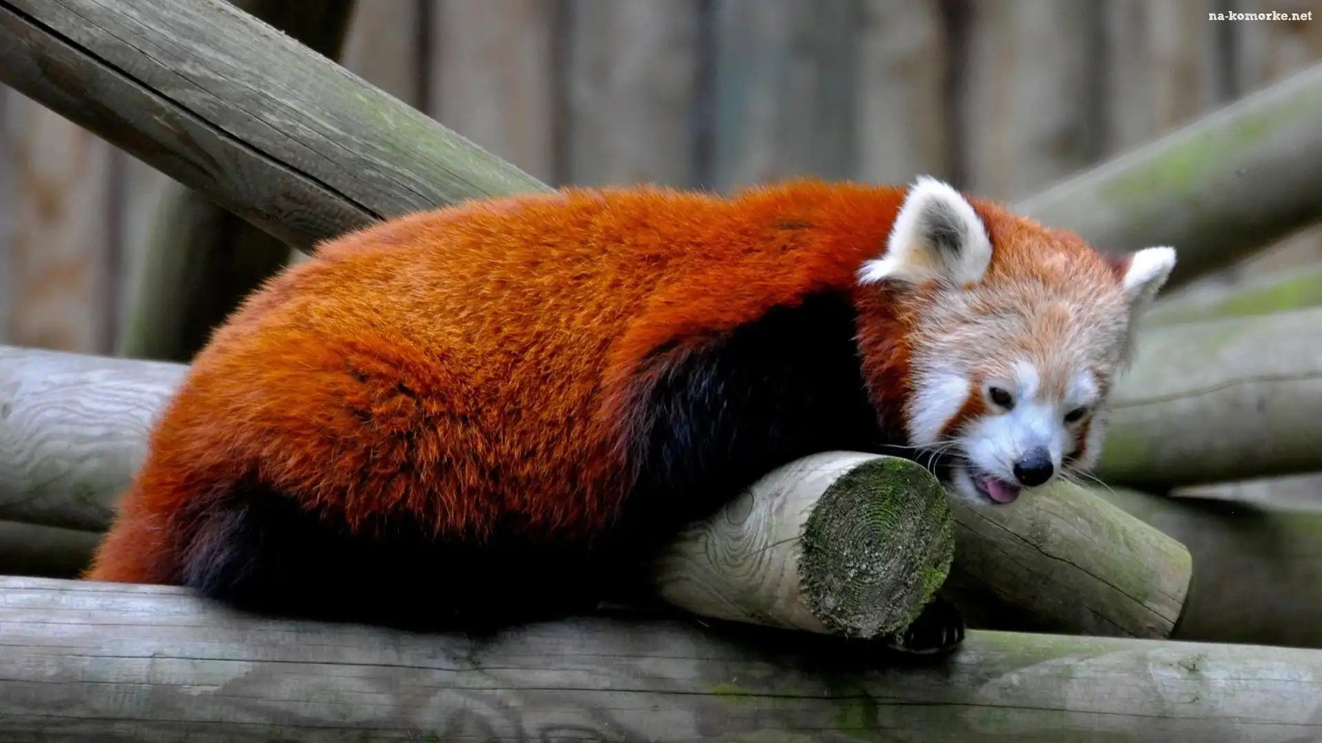 Panda, Pandka ruda, Czerwona, Belki