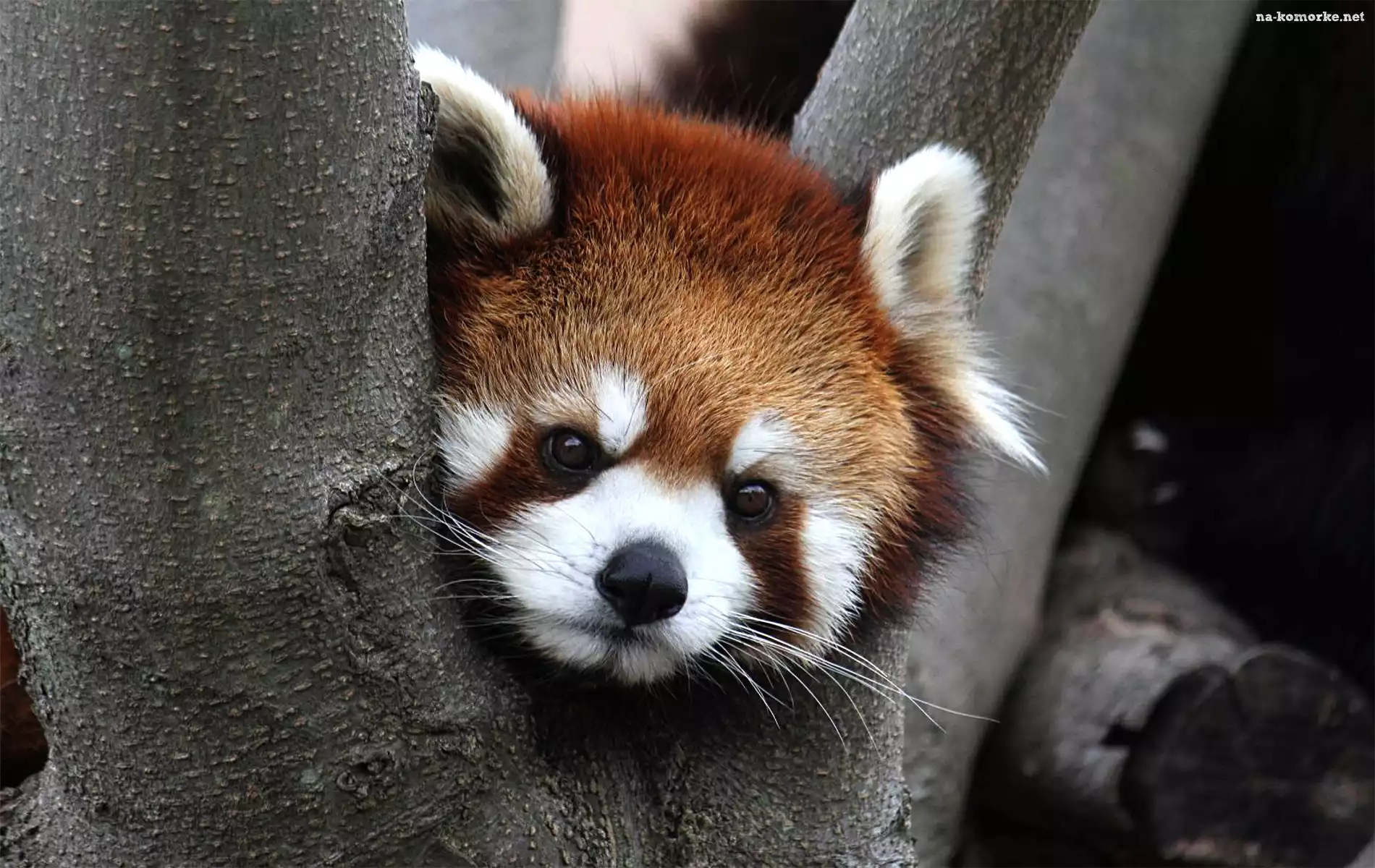 Panda, Pandka ruda, Czerwona, Drzewo