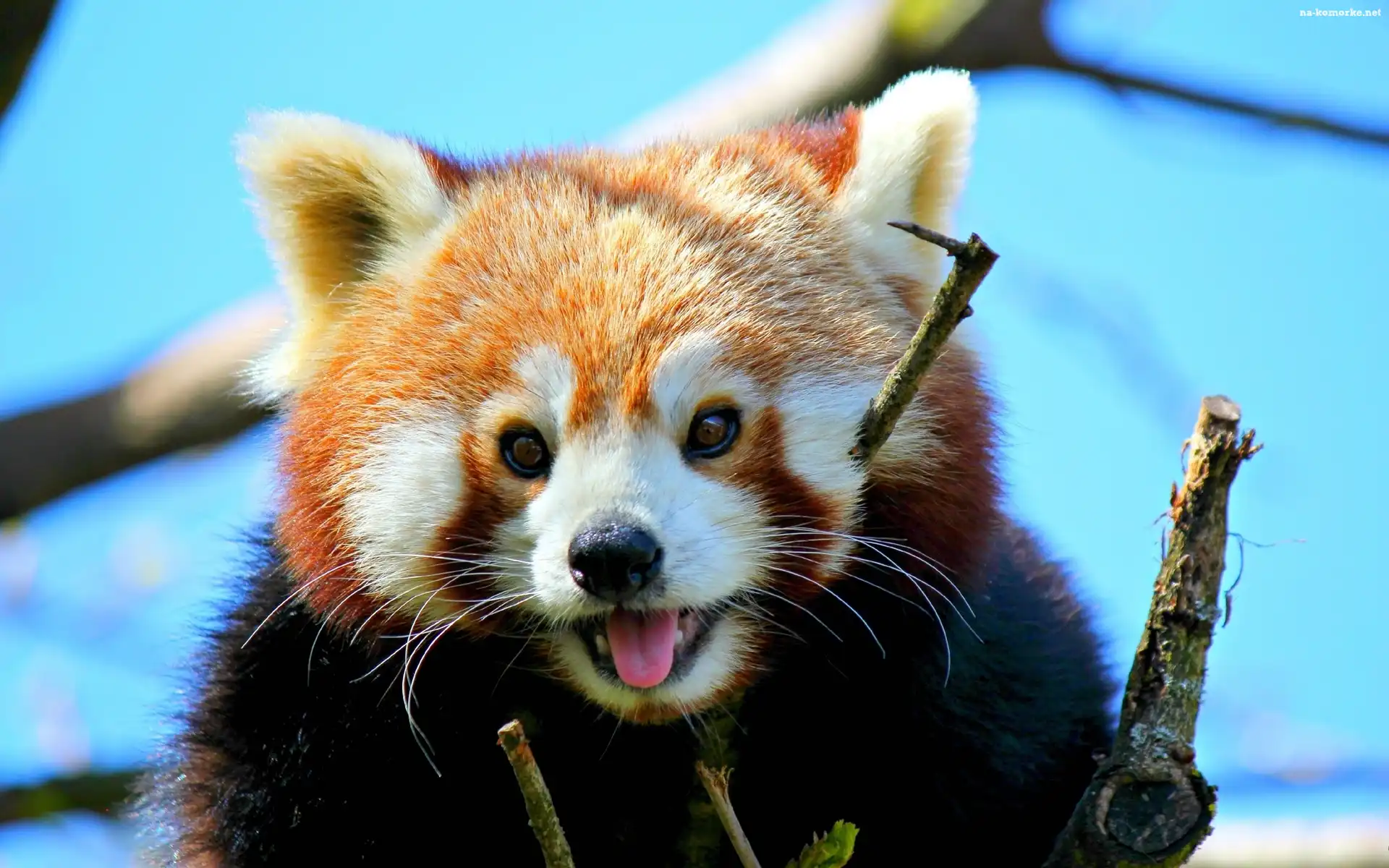 Panda, Pandka ruda, Czerwona, Drzewo