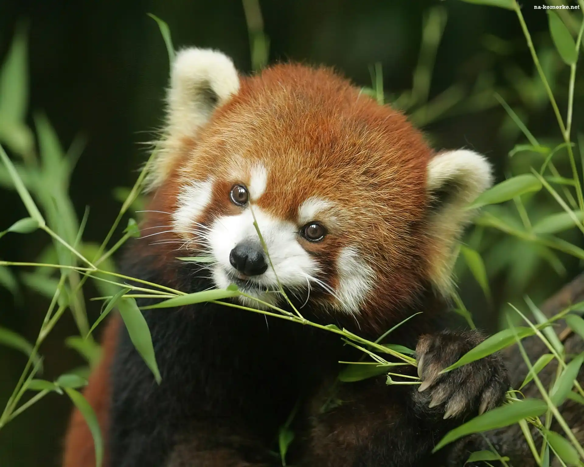 Panda, Pandka ruda, Czerwona
