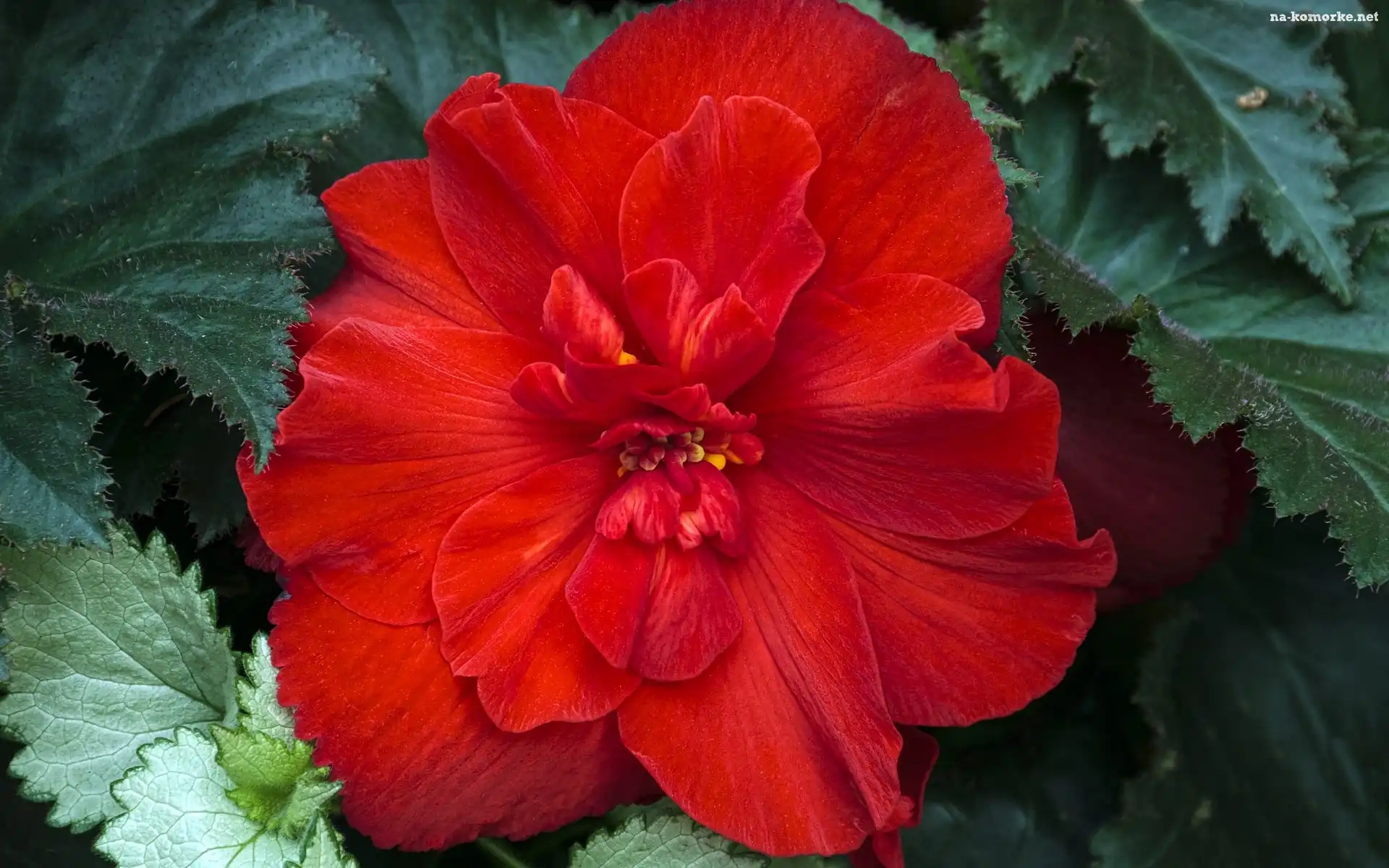 Piękna, Czerwona, Begonia