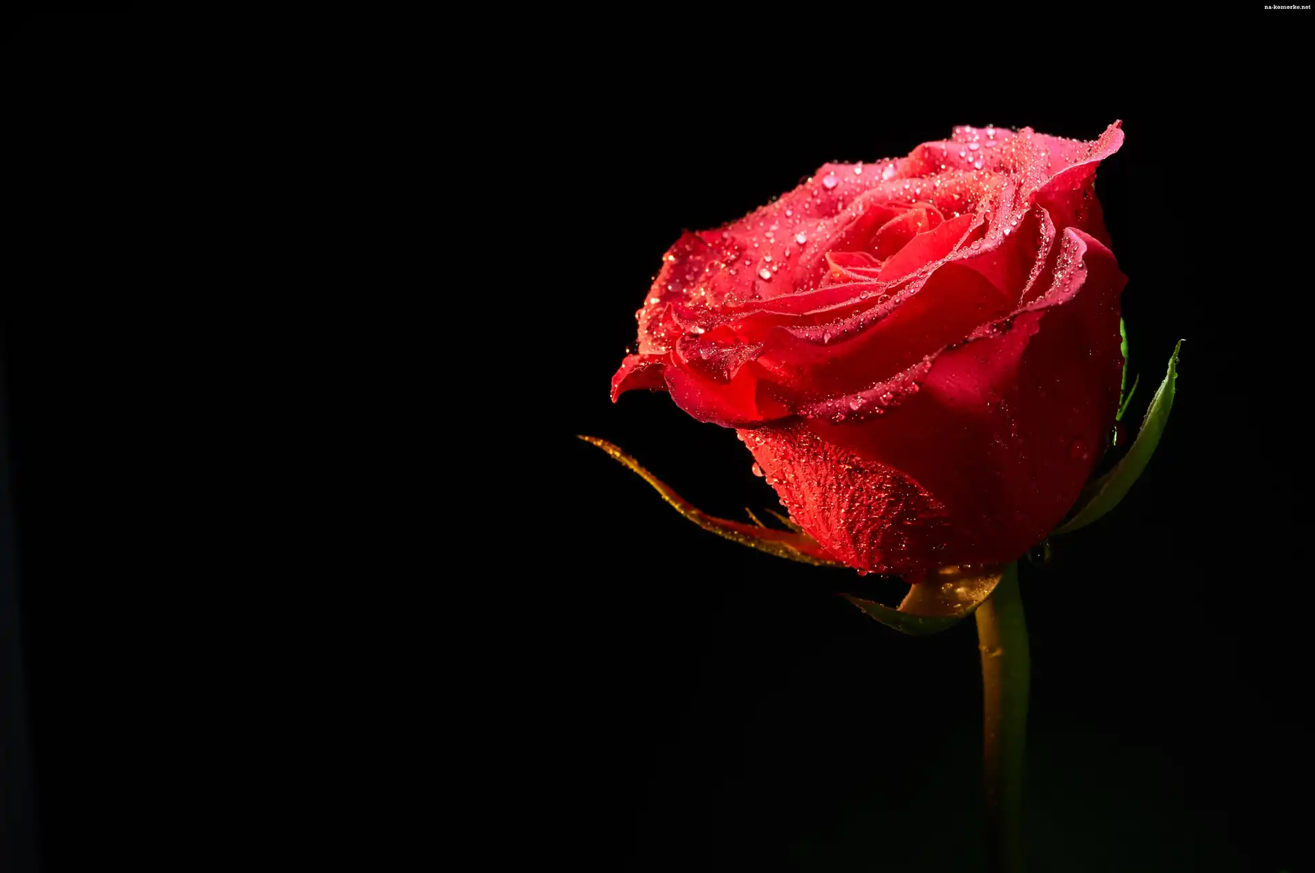 Czerwona, Czarne tło, Róża, Rosa