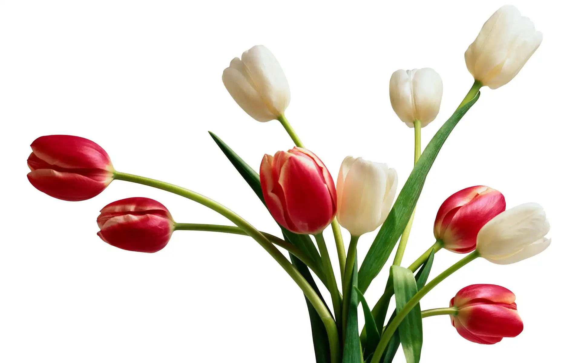 Białe, Czerwone, Tulipany