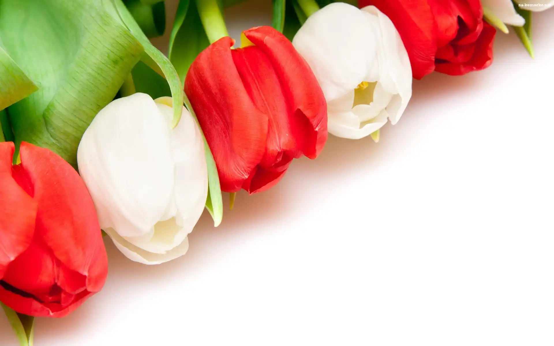 Biało, Czerwone, Tulipany