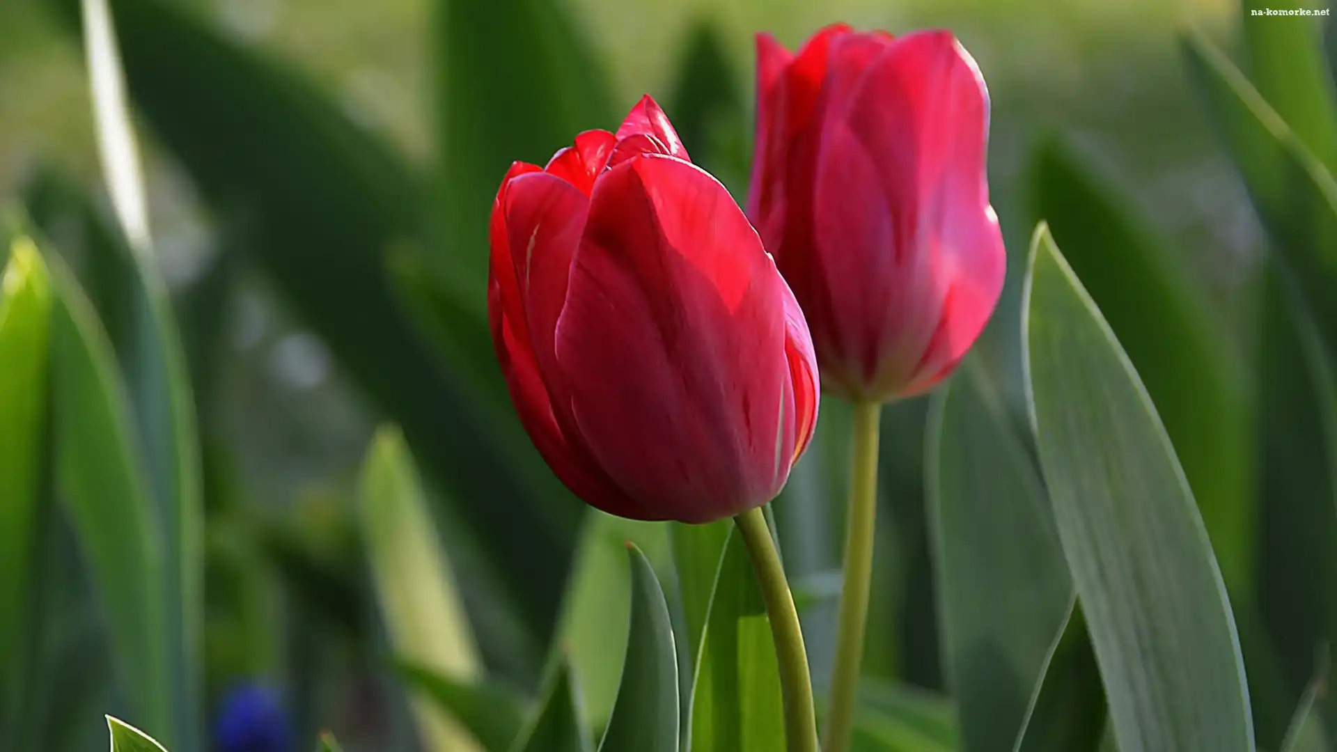 Dwa, Czerwone, Tulipany