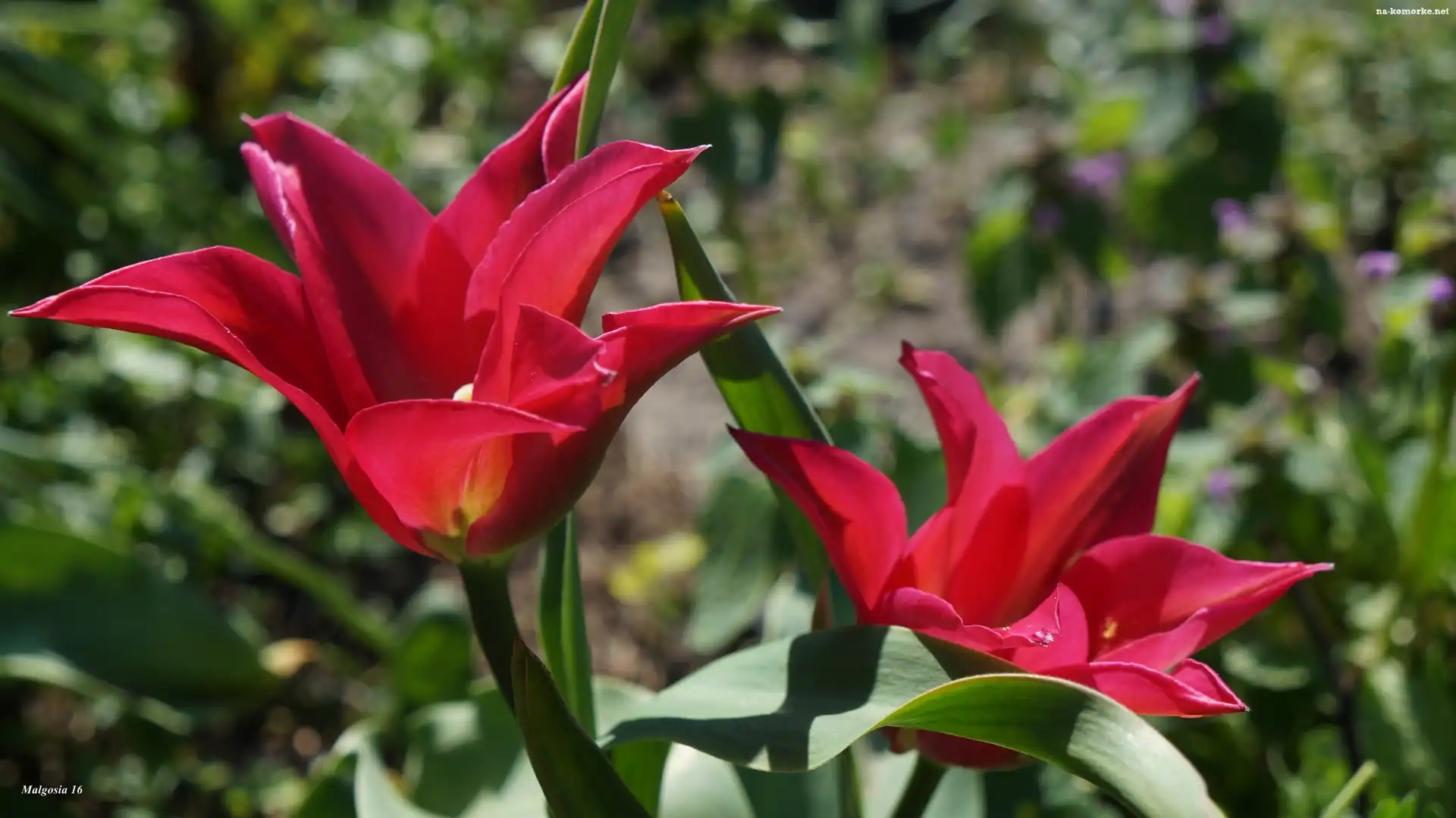Czerwone, Tulipany, Kwiaty, Wiosenne