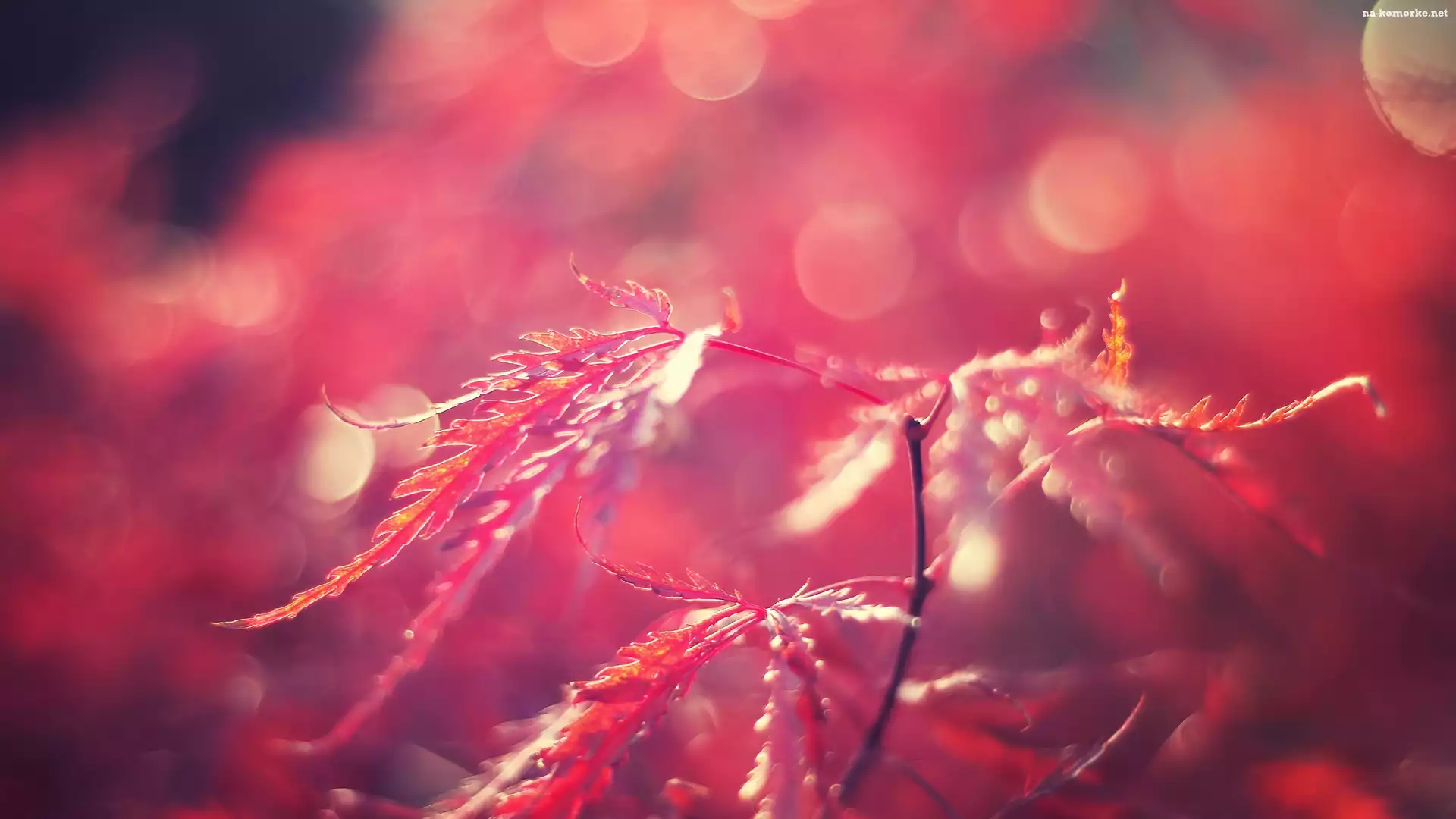 Czerwone, Rozmycie, Liście, Bokeh