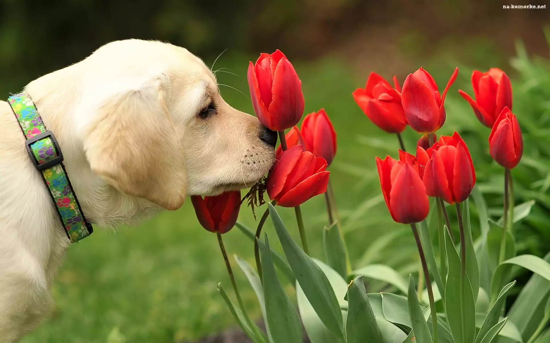 Pies, Czerwone, Tulipany