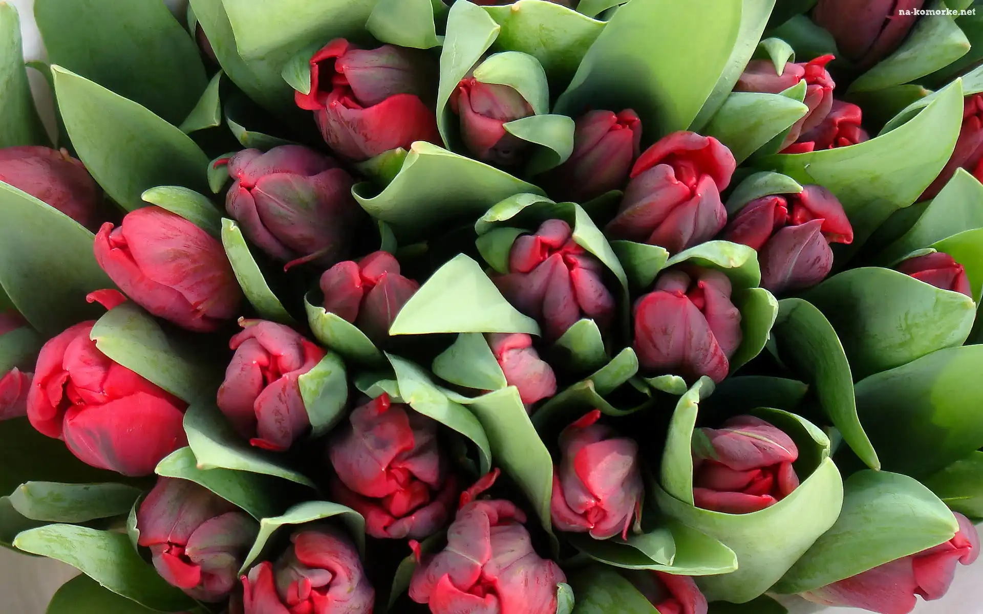 Czerwone, Tulipany